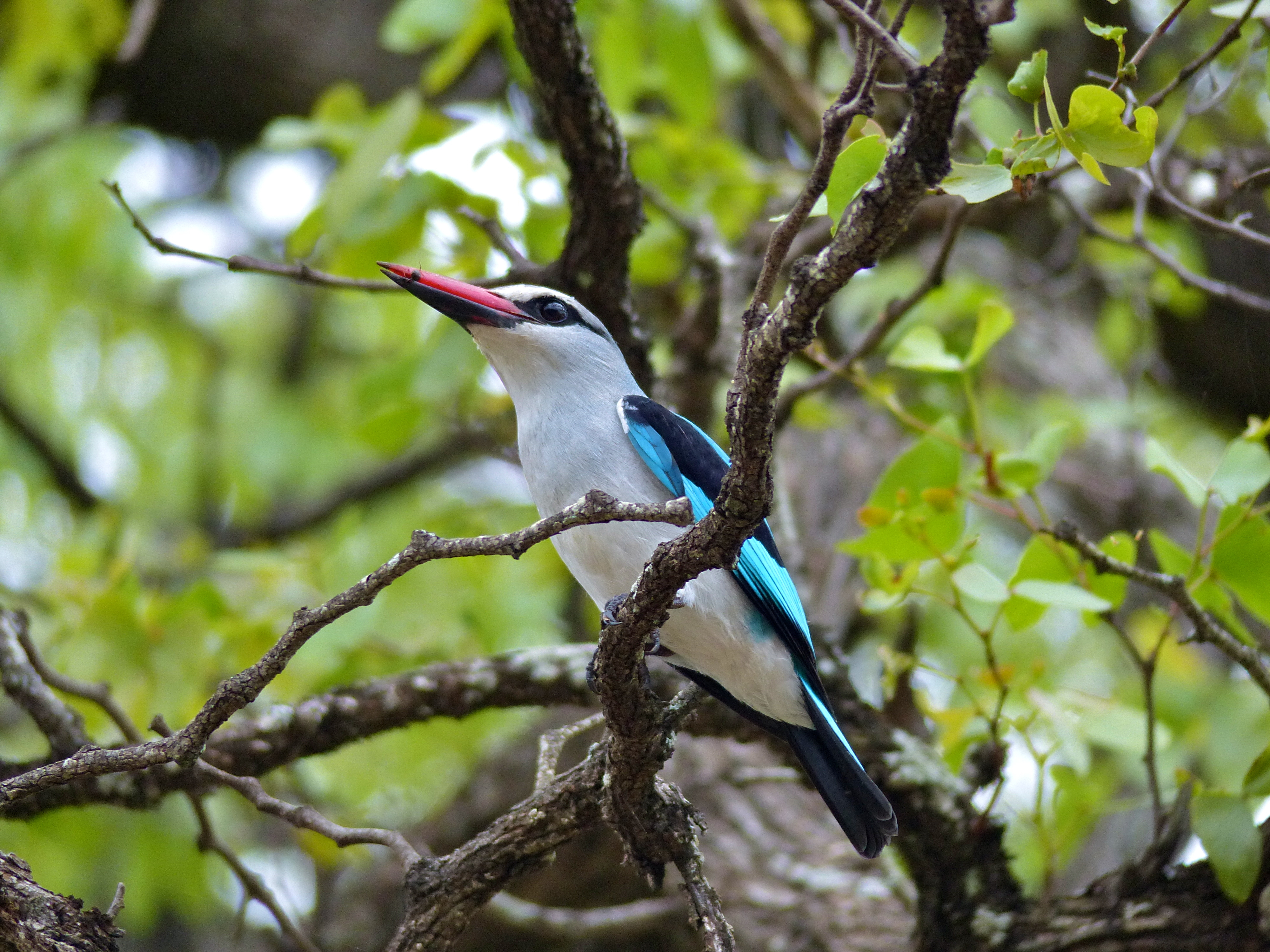 Woodland Kingfisher (Halcyon senegalensis) (11754802823)