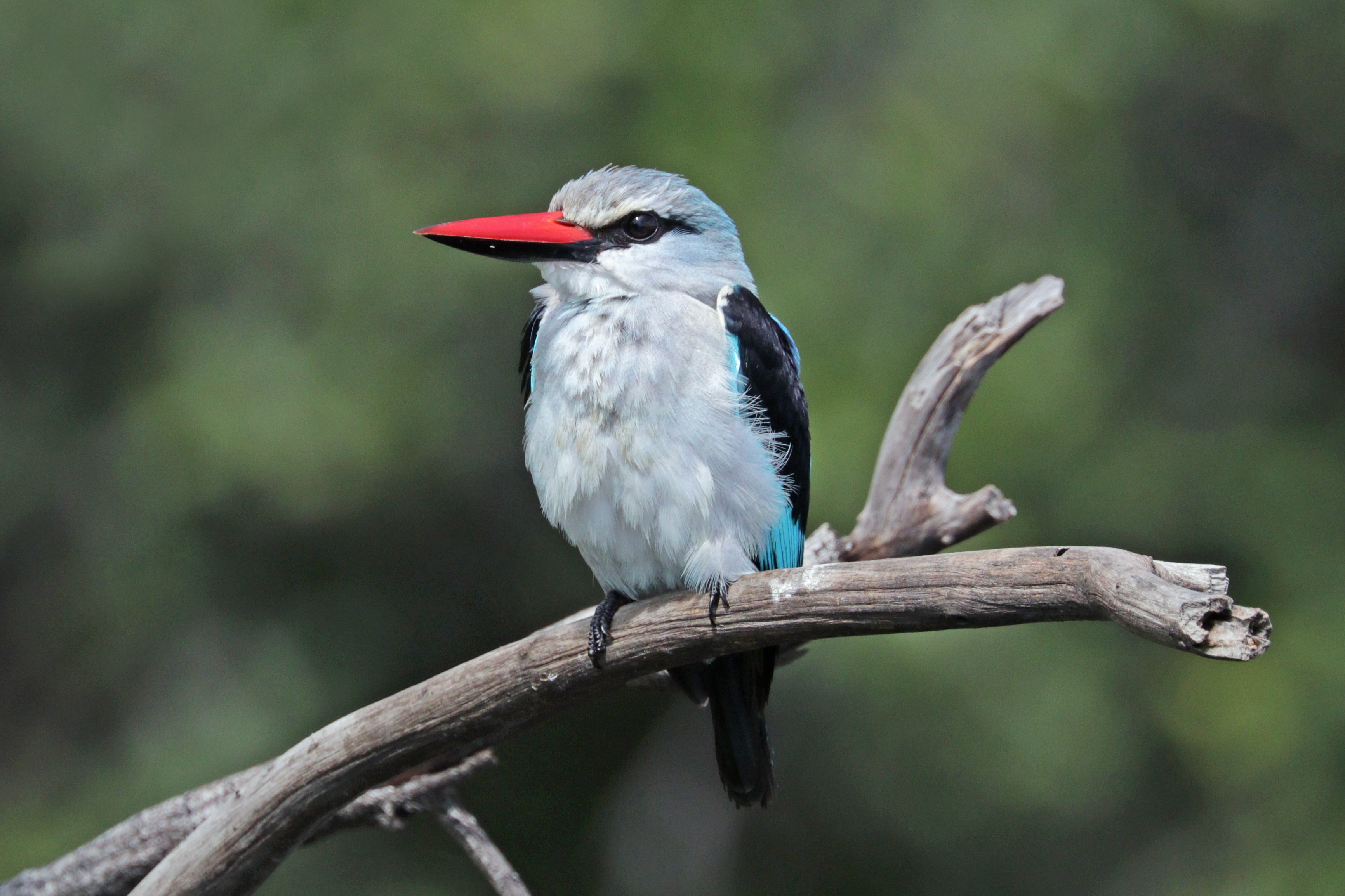 Woodland kingfisher (Halcyon senegalensis cyanoleuca)
