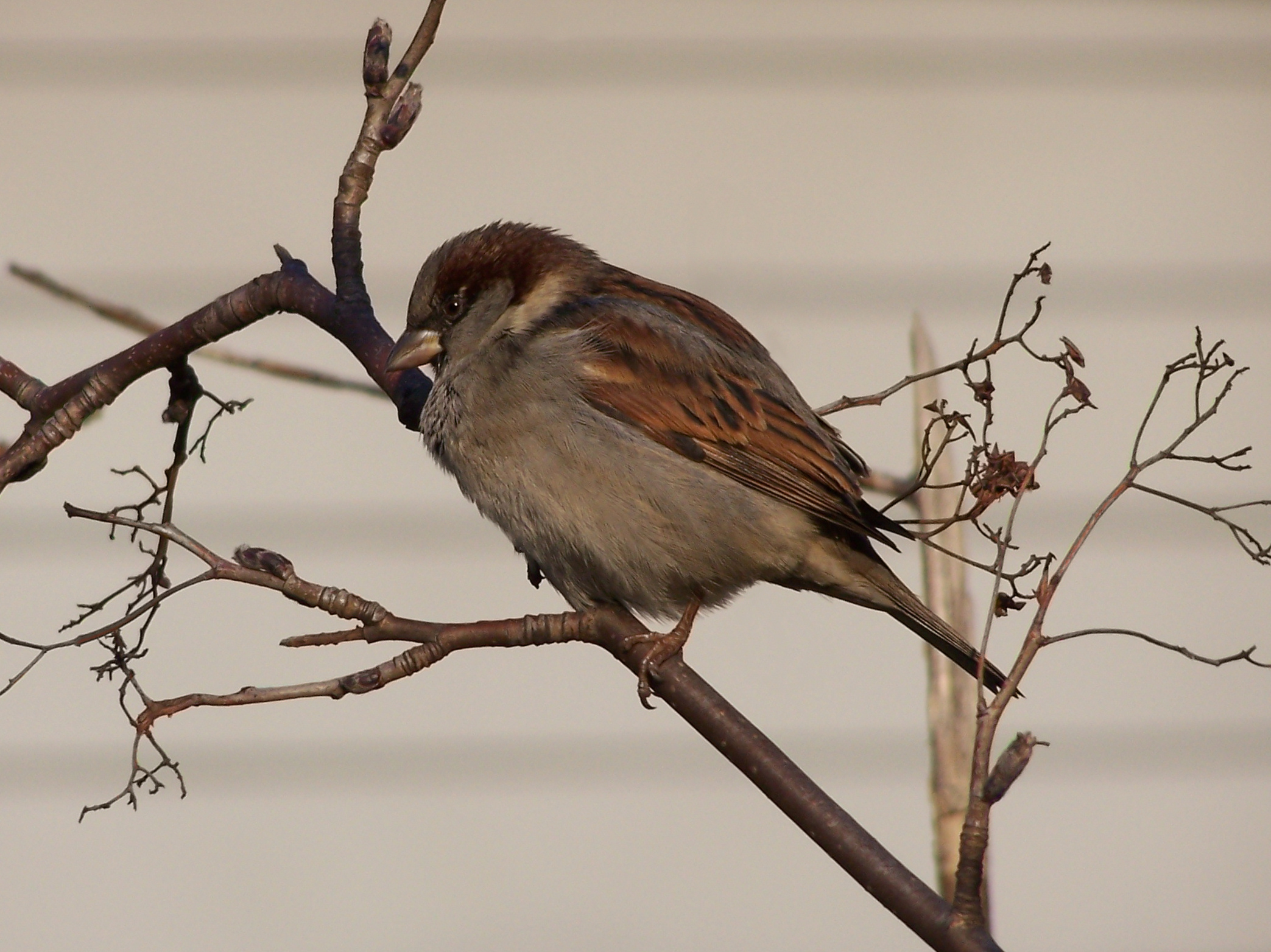 Wróbelek