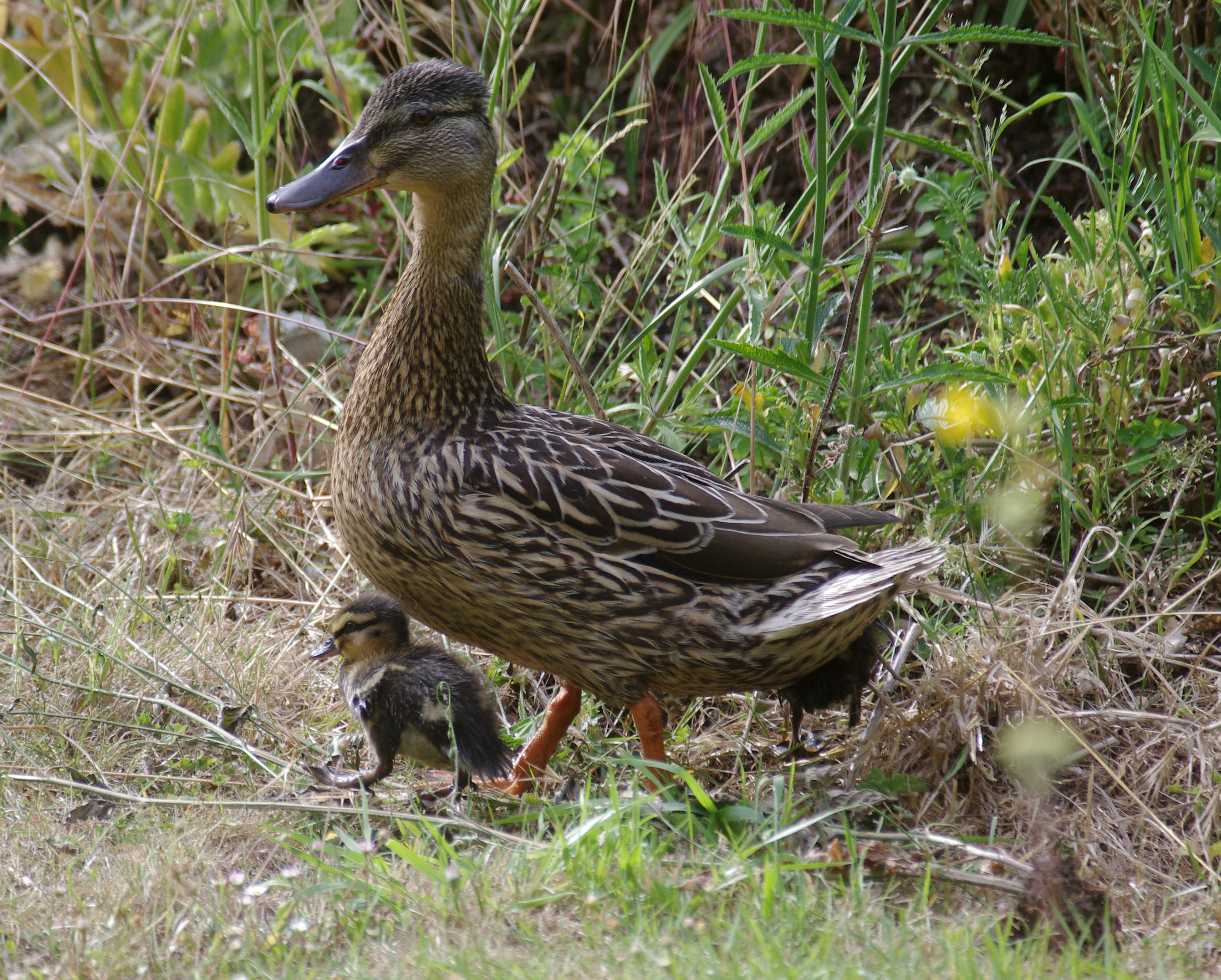Wraxall 2010 MMB 09 Anas platyrhynchos (mother and chicks)