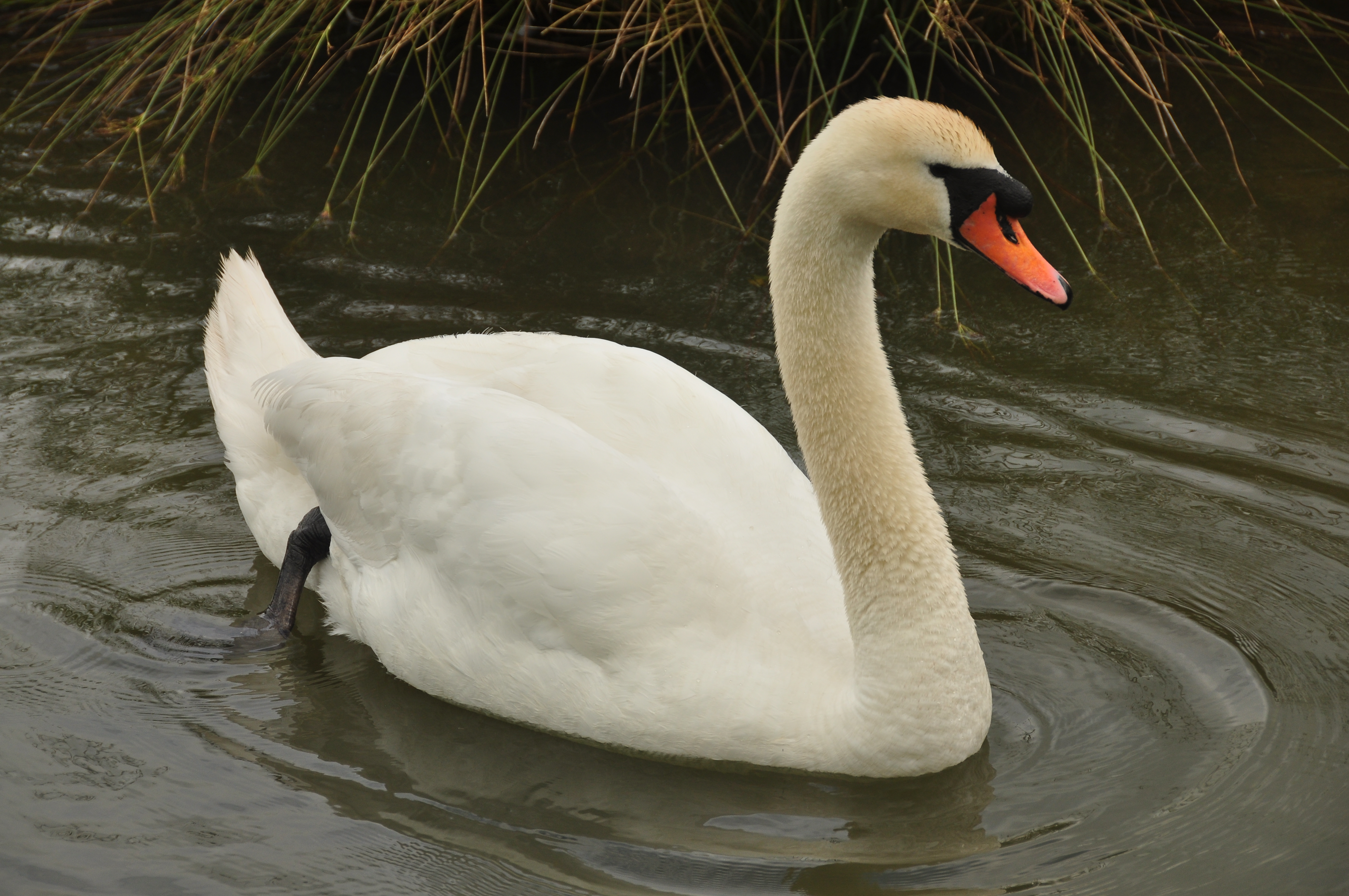 WWT Arundel (2570)