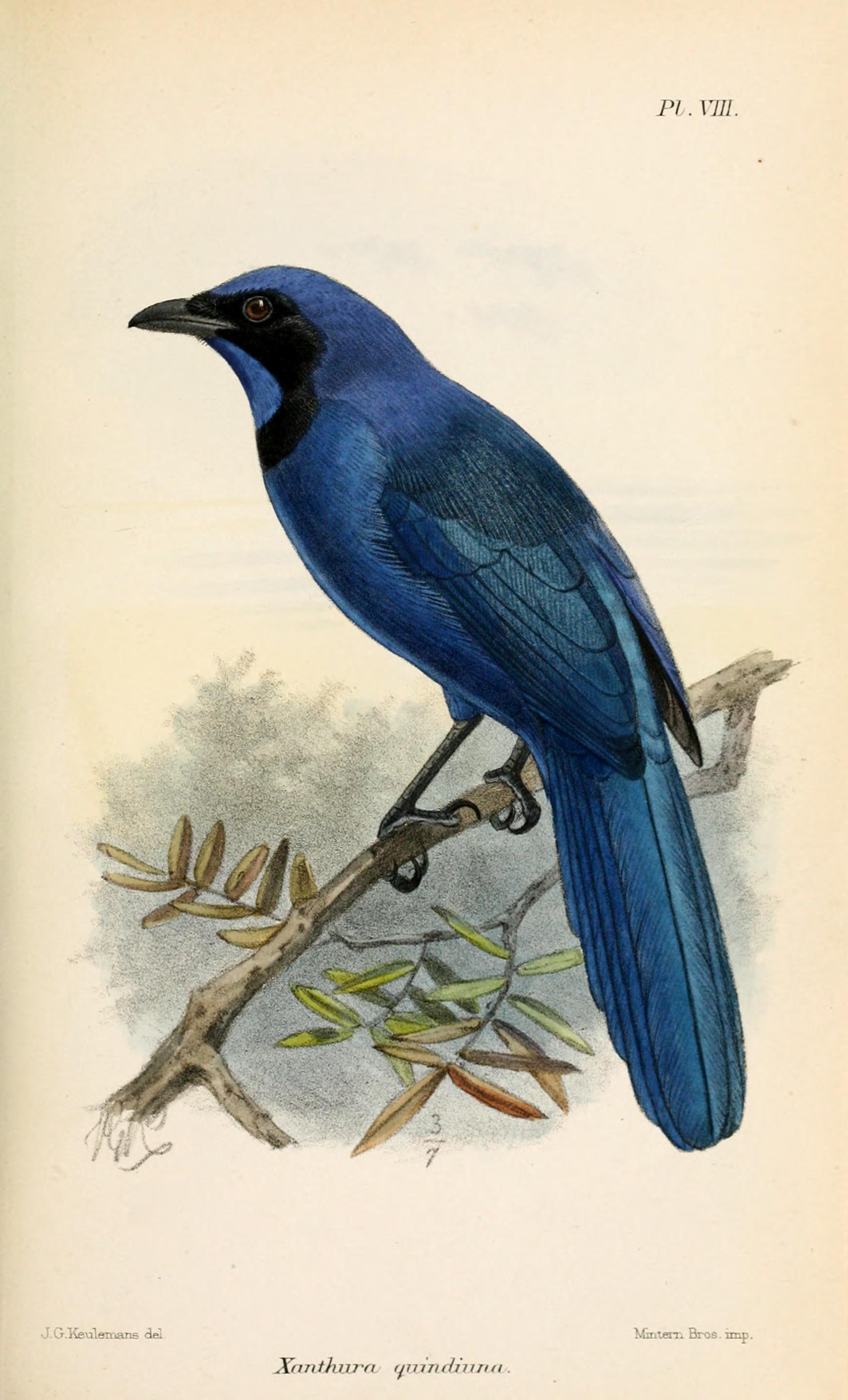 XanthuraQuindiunaKeulemans