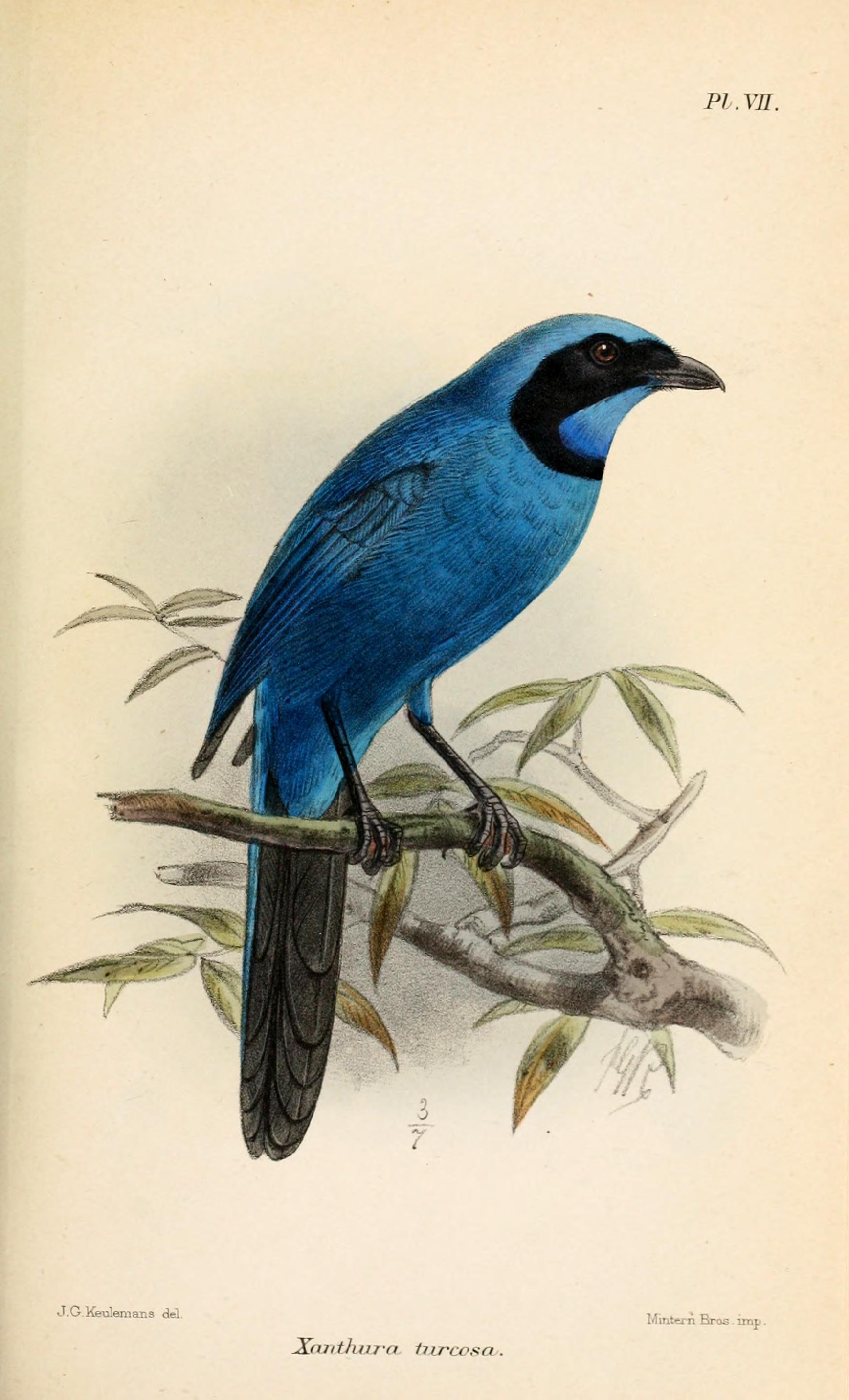 XanthuraTurcosaKeulemans