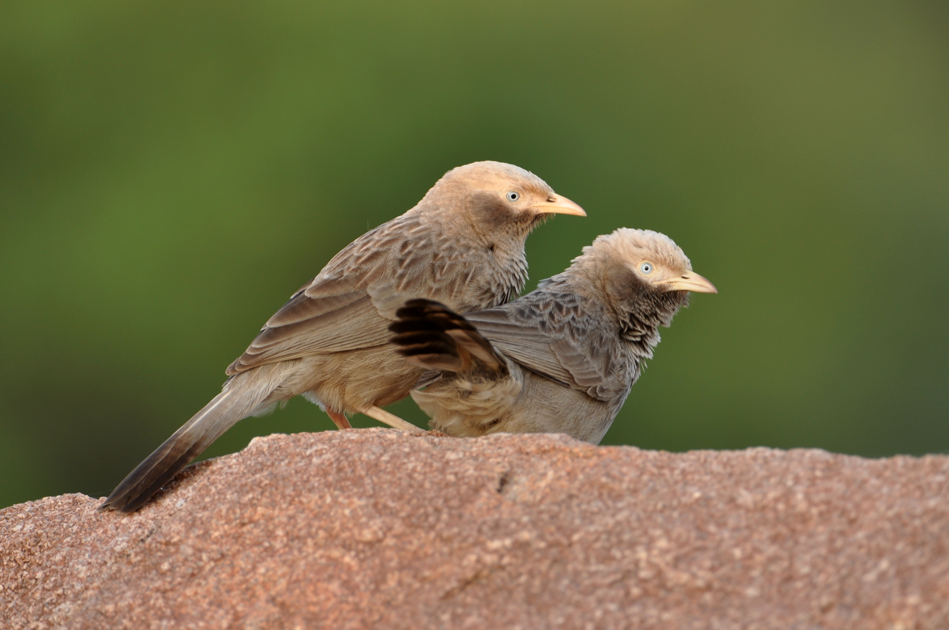 Yb Babbler DSC 7014