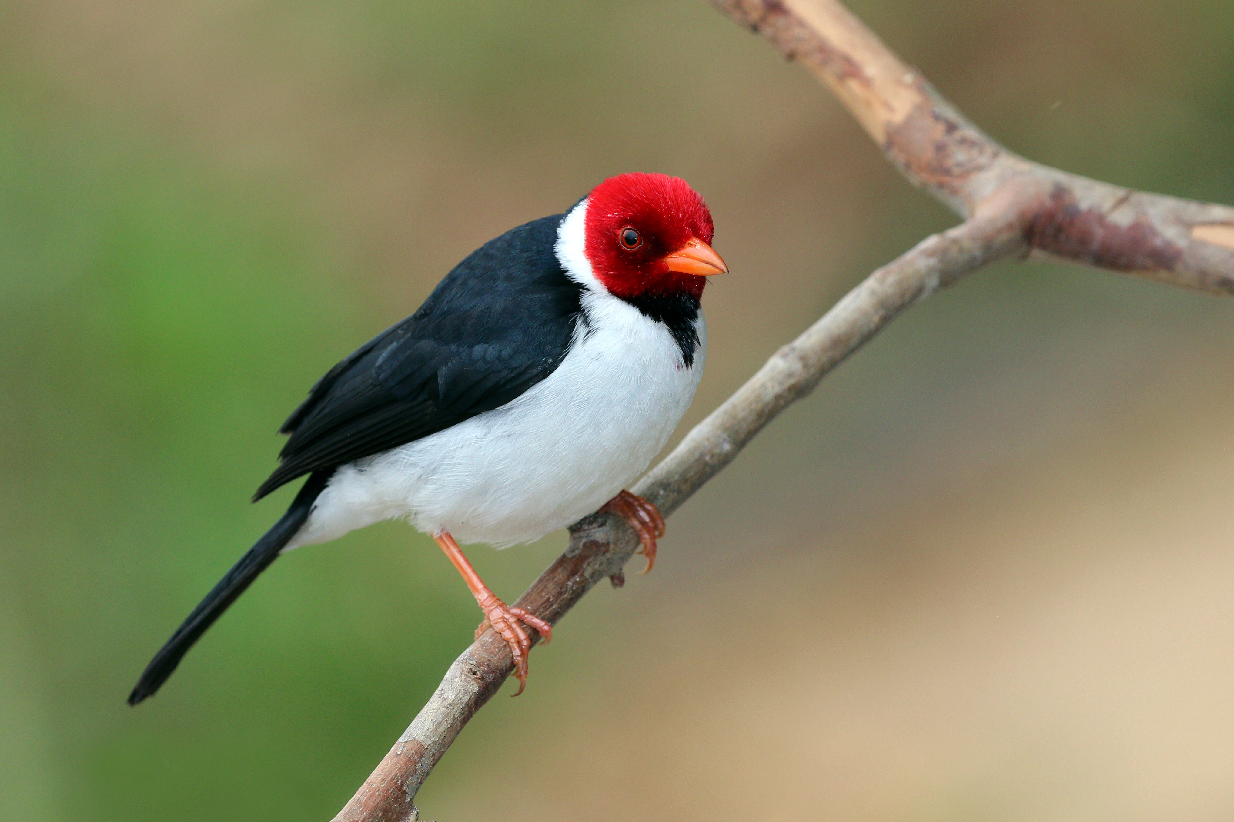 Yellow-billed cardinal (Paroaria capitata)