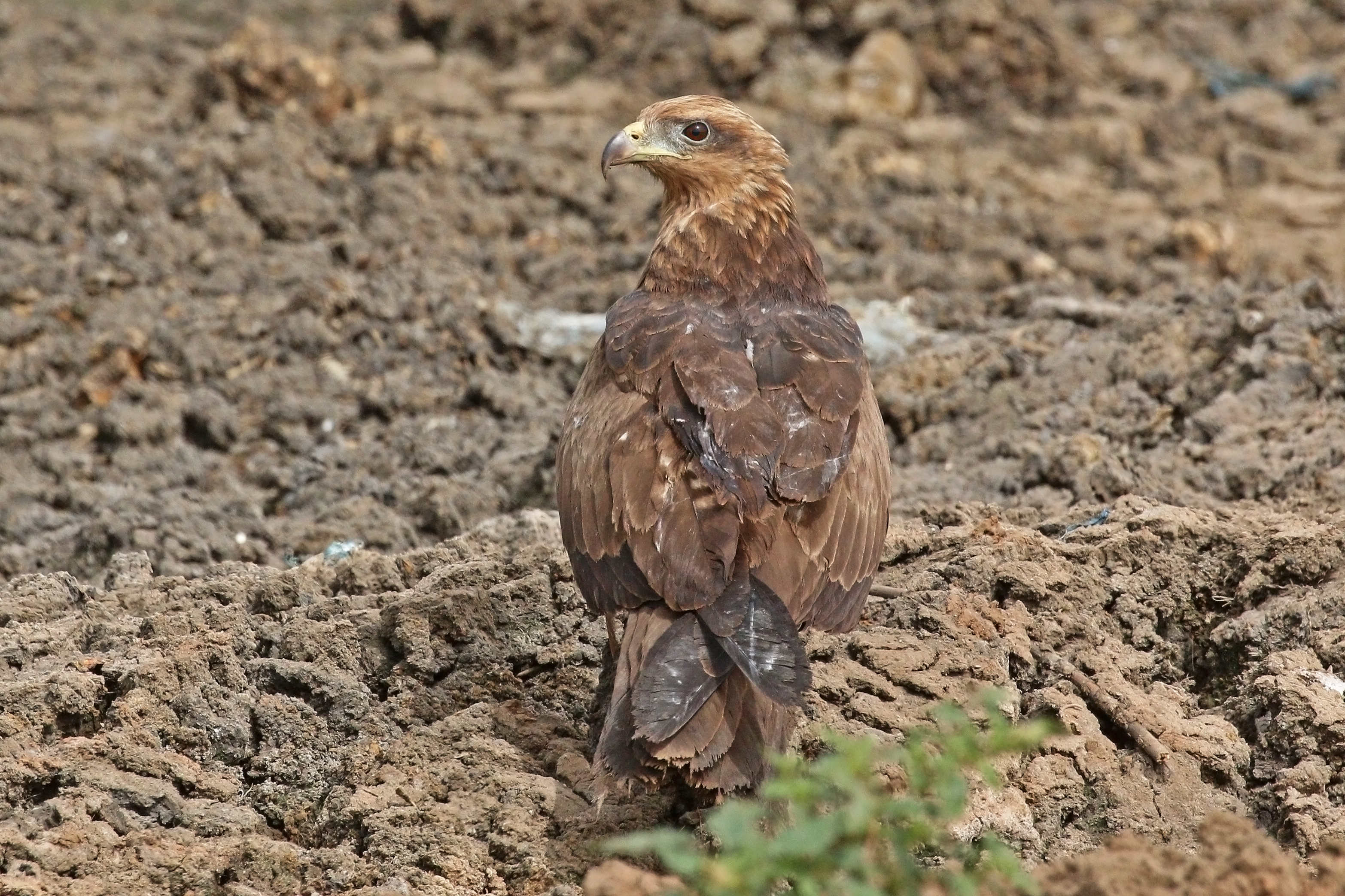 Yellow-billed Kite (Milvus aegyptius parasitus) juvenile
