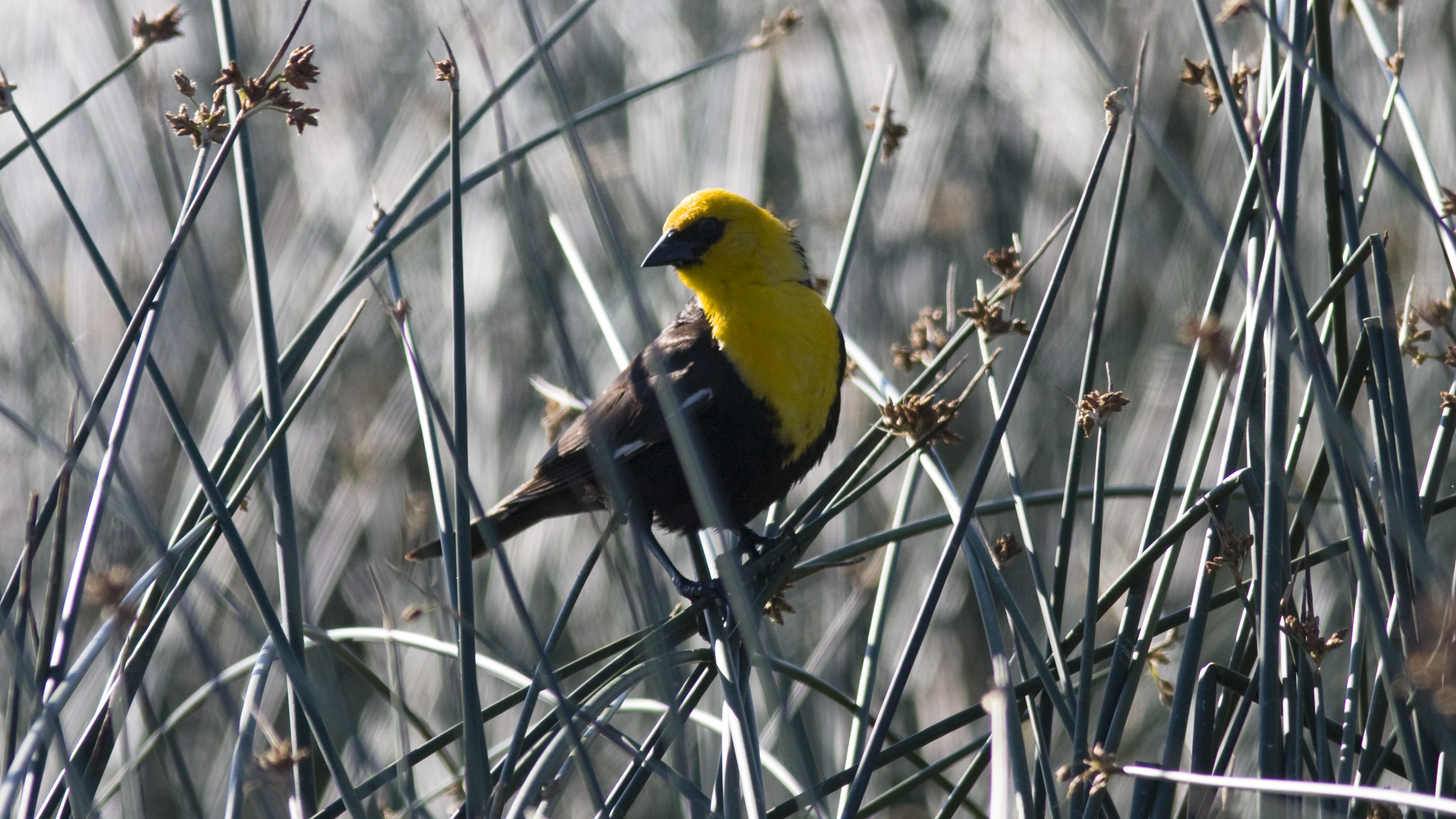 Yellow-headed BlackBird, Medicine Lake NWR (7498516144) (2)