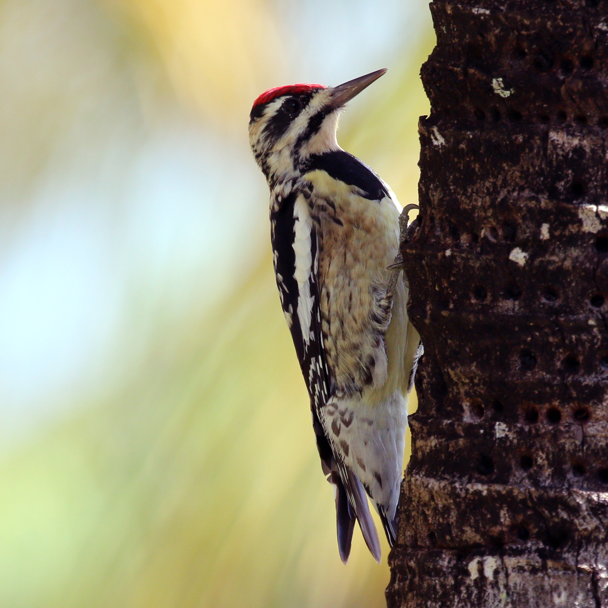 Yellow-bellied sapsucker (Sphyrapicus varius) female