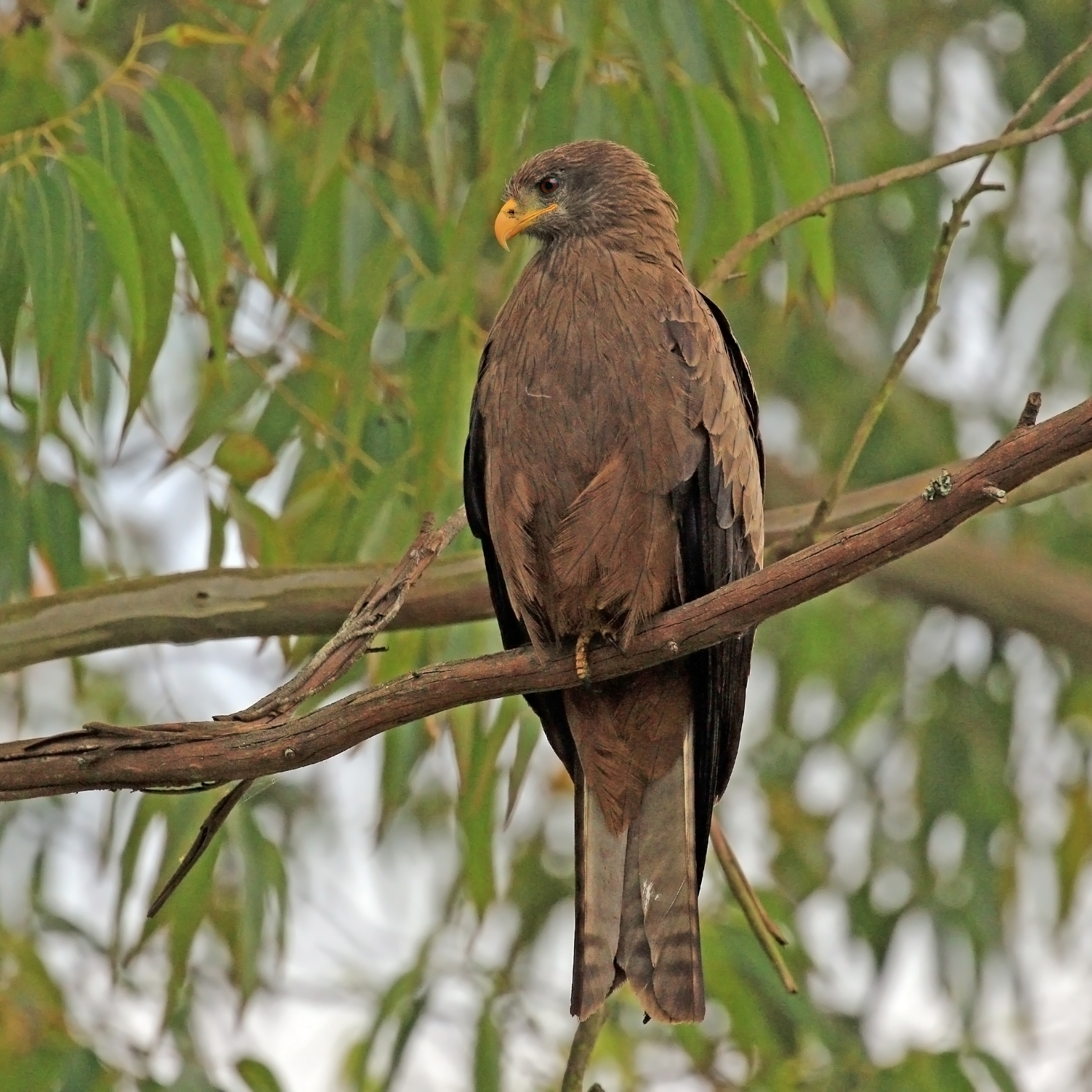 Yellow-billed Kite (Milvus aegyptius parasitus)