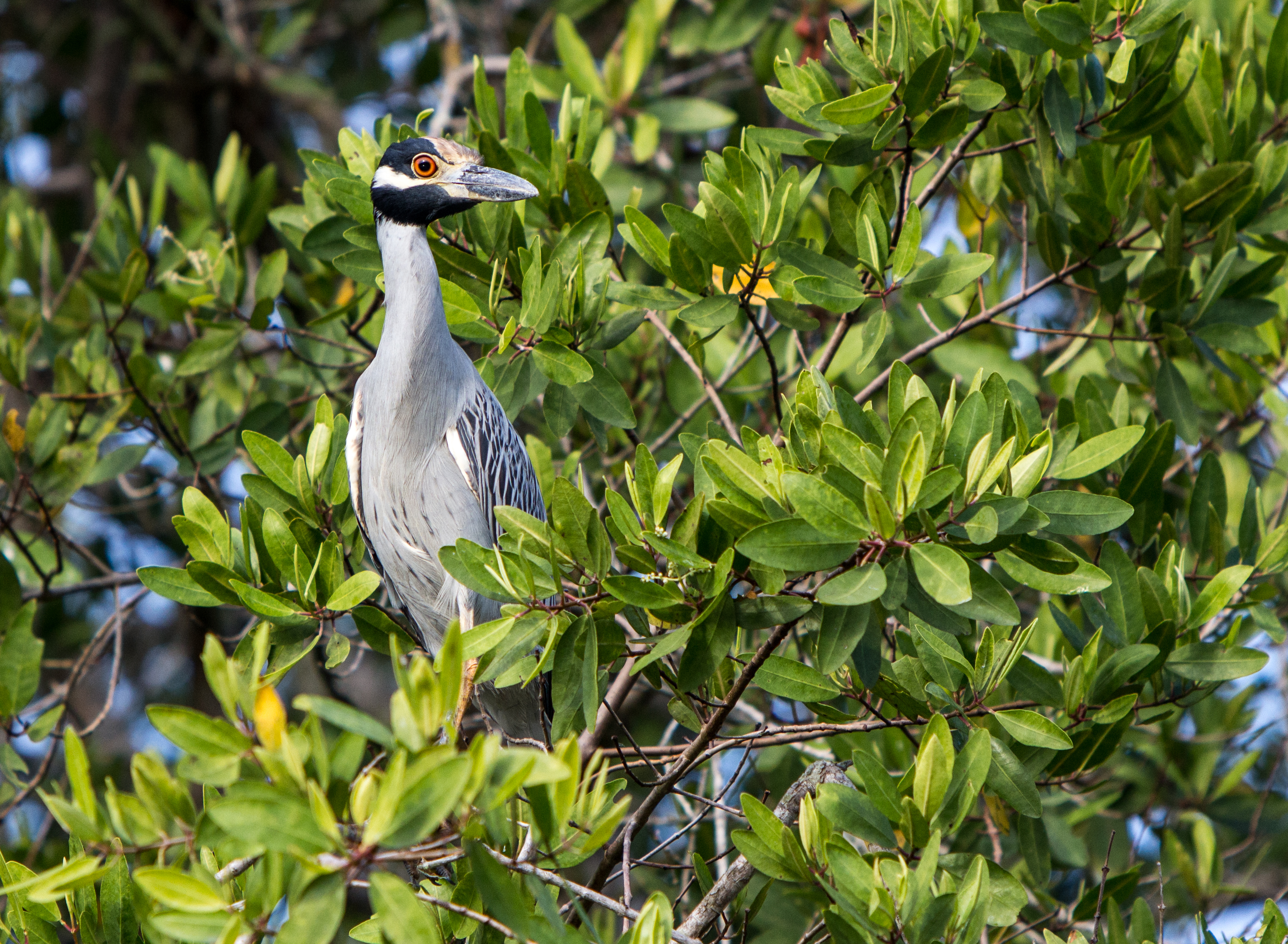 Yellow crowned night heron in la manzanilla mexico-1