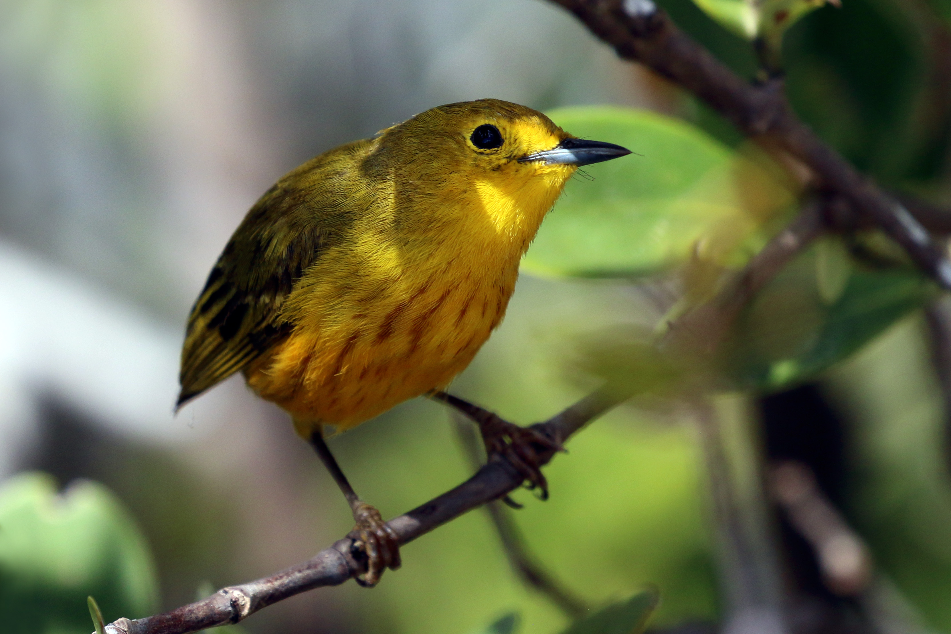 Yellow warbler (Setophaga petechia gundlachi) male resident