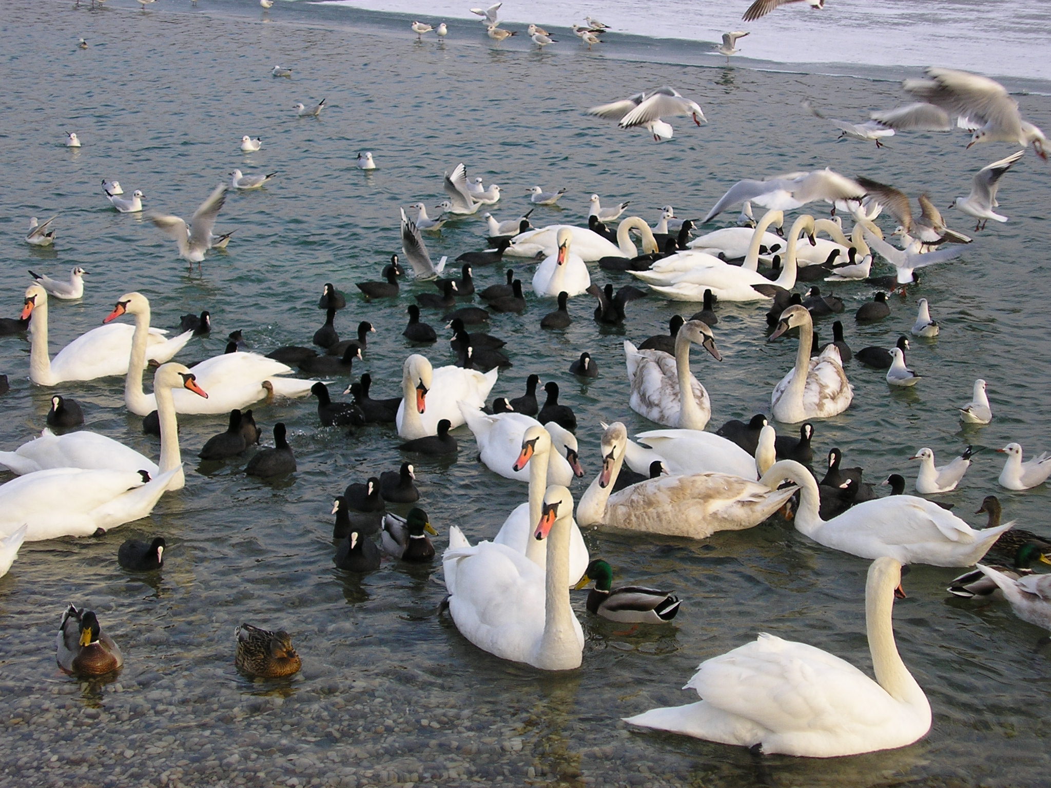 Zagreb Jarun Frozen Birds 1