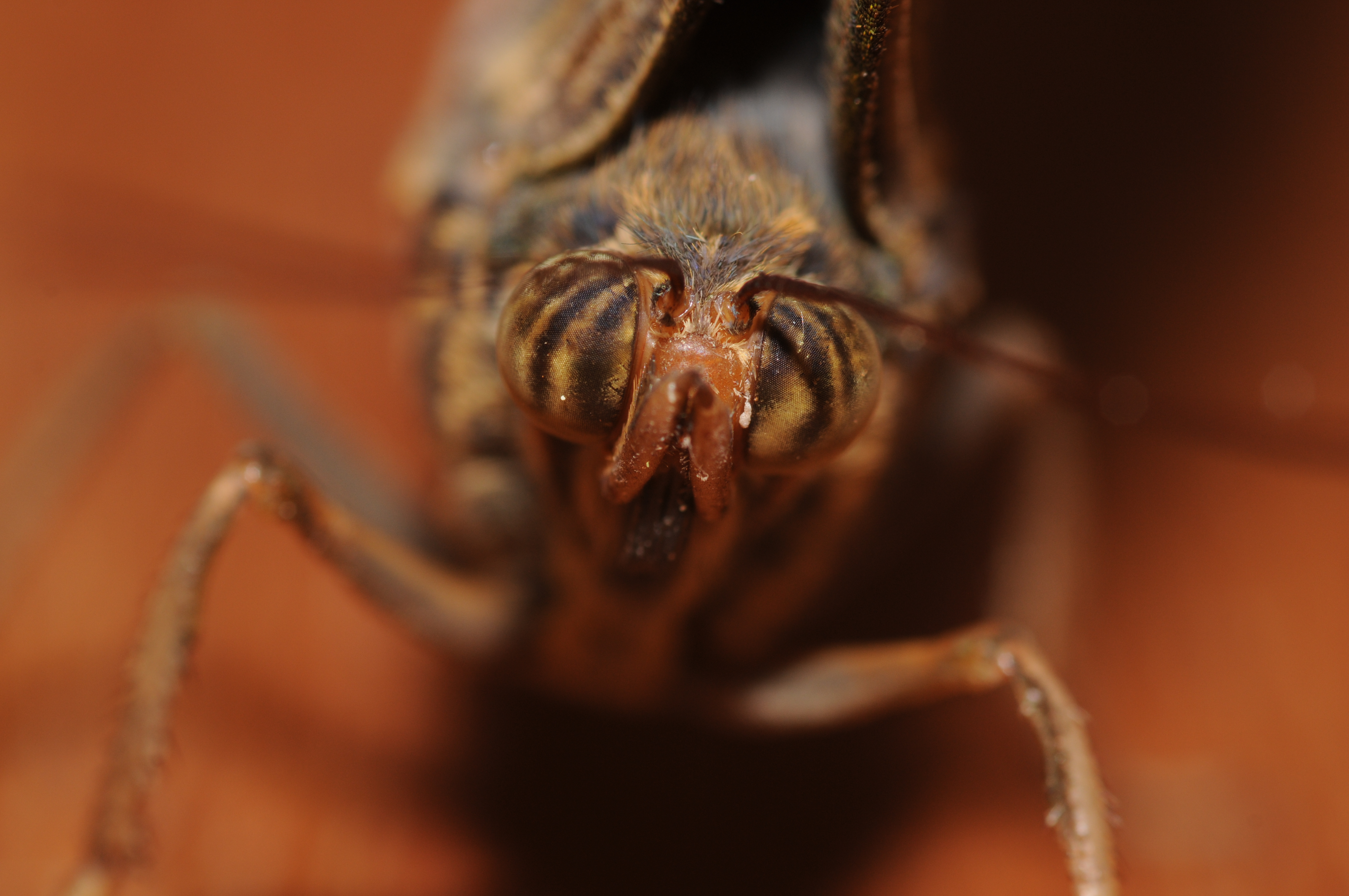 2011-04-25-lepidoptera-hunawihr-5