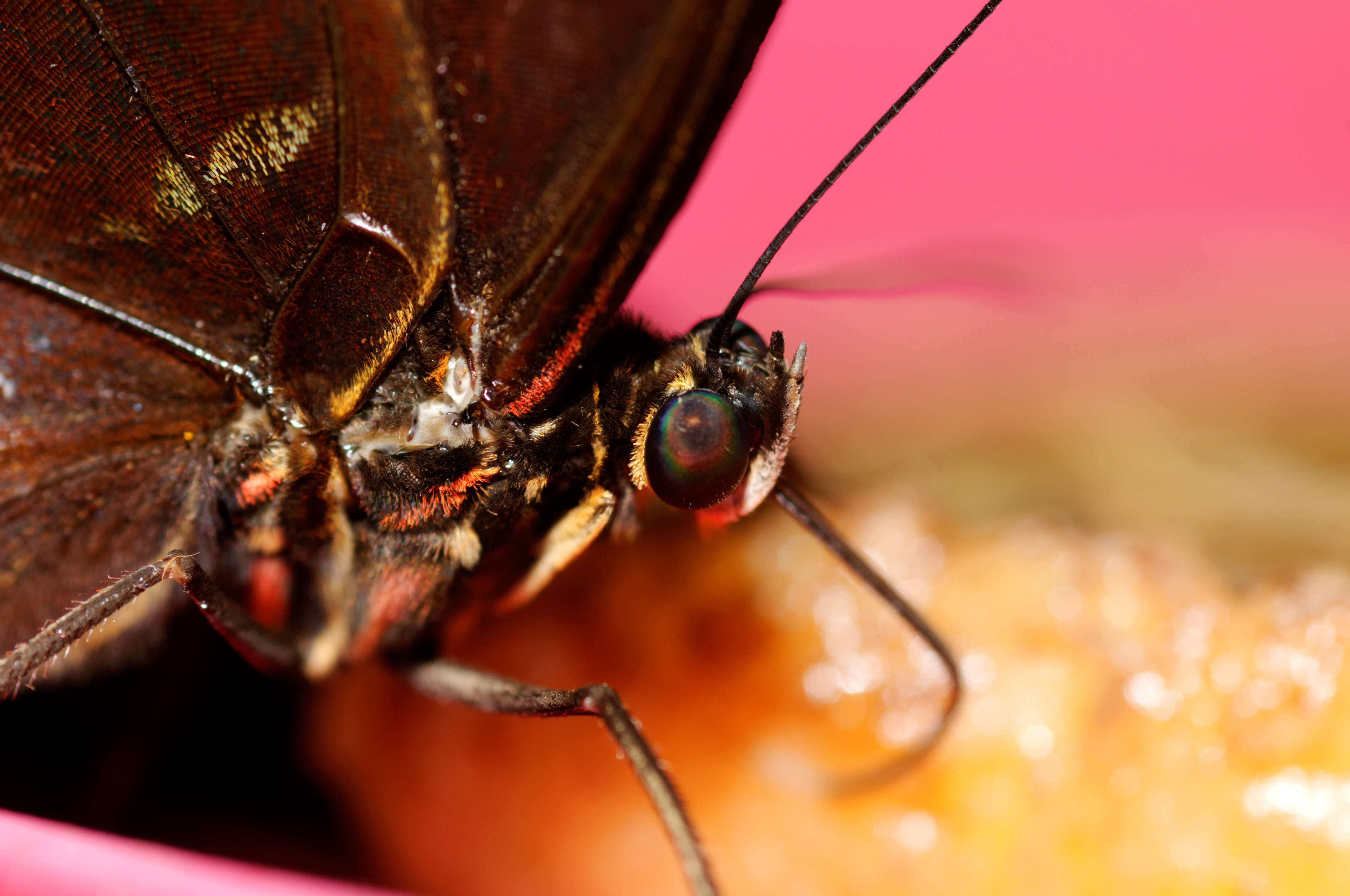 2011-08-08 14-45-16-papillon-hunawihr