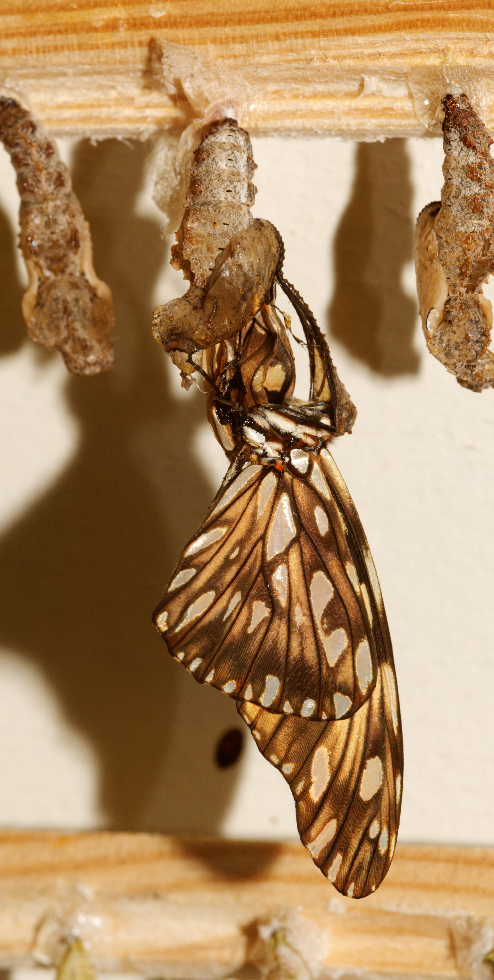 2012-07-27 14-55-29-lepidoptera