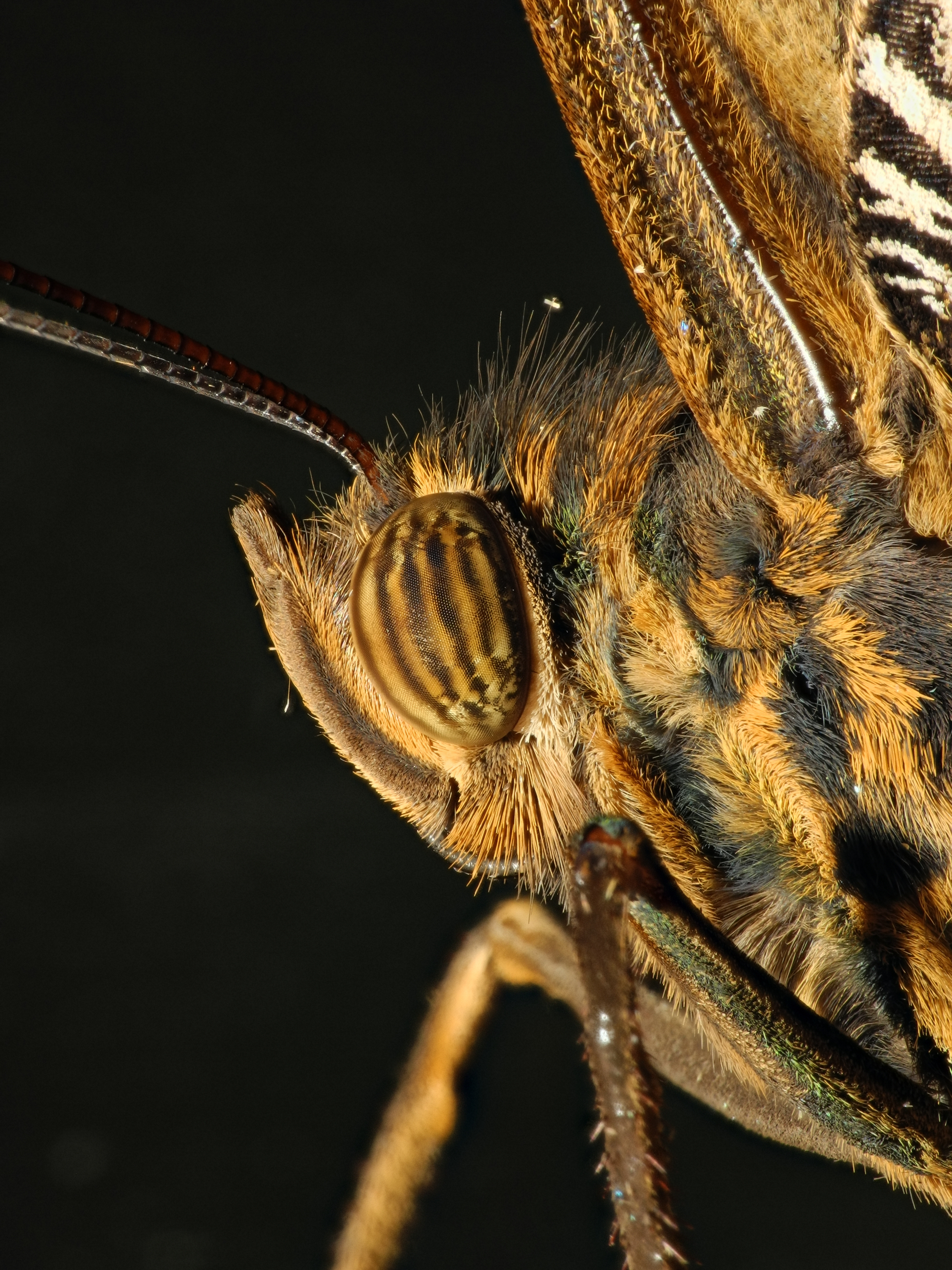 2013-04-30 14-40-42-tete-caligo-12f