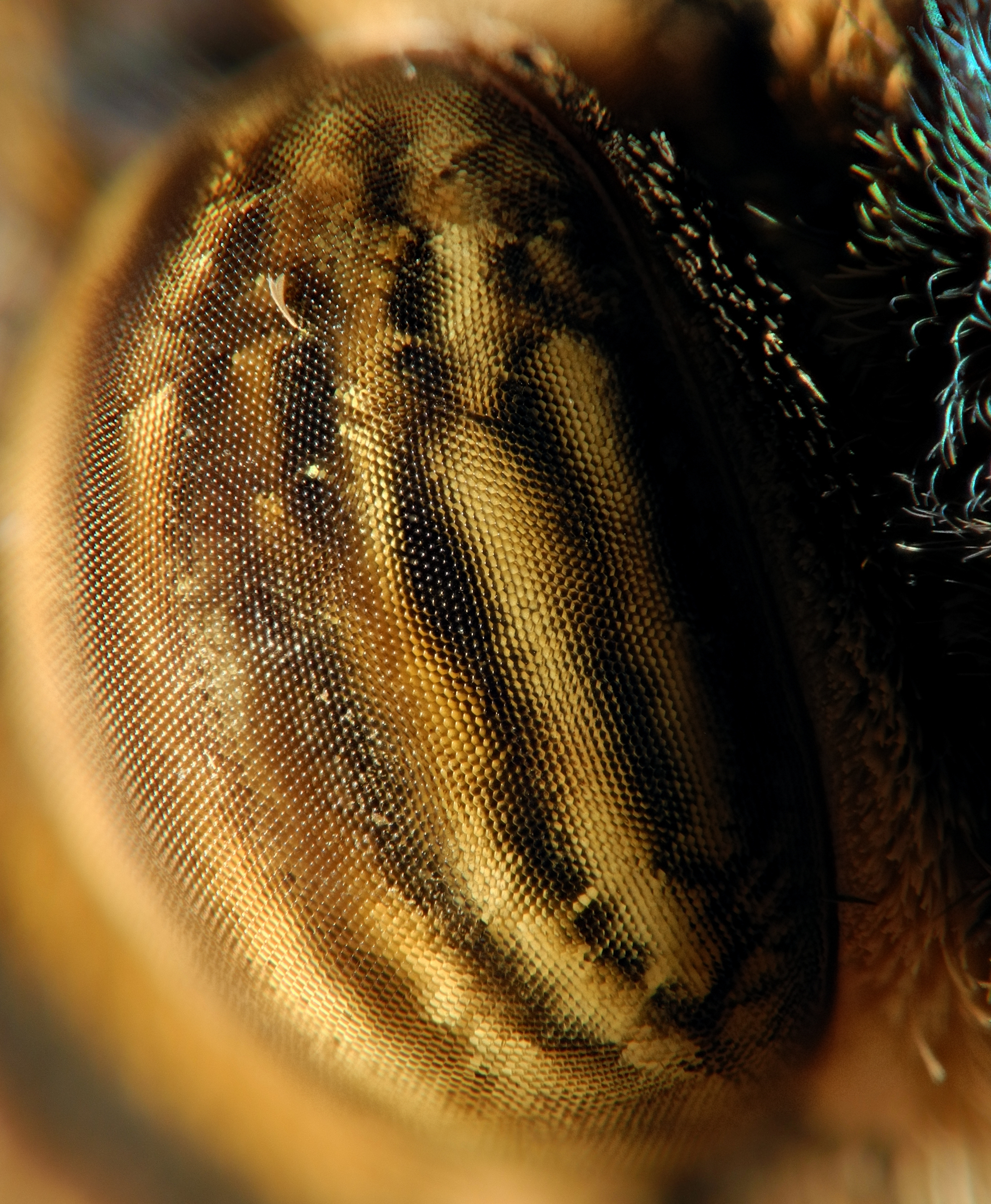 2013-04-30 14-48-04-tete-caligo-48f