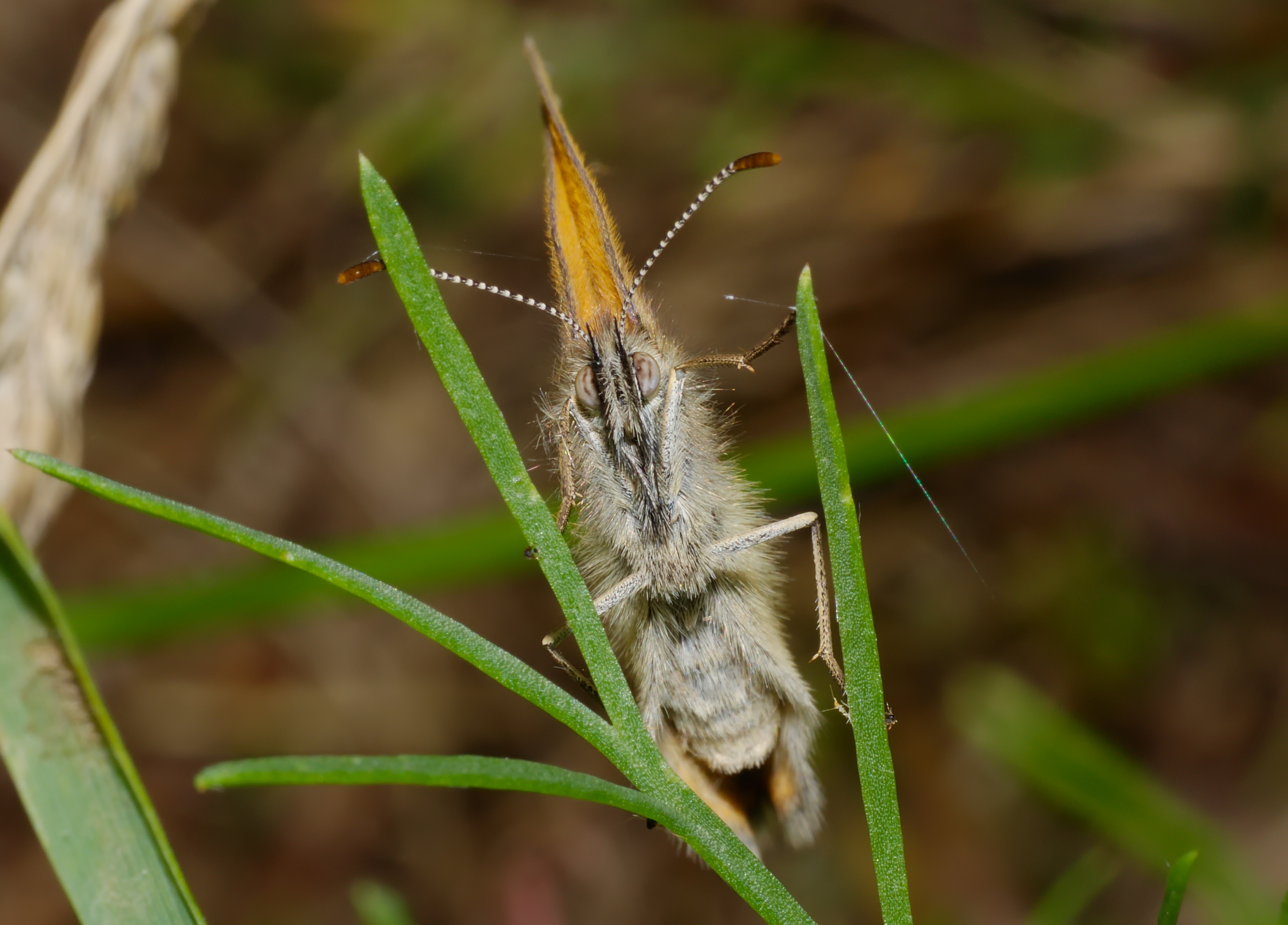 2013.07.01-07-Wustrow-Neu Drosedow-Rotbraunes Wiesenvoegelchen-Weibchen