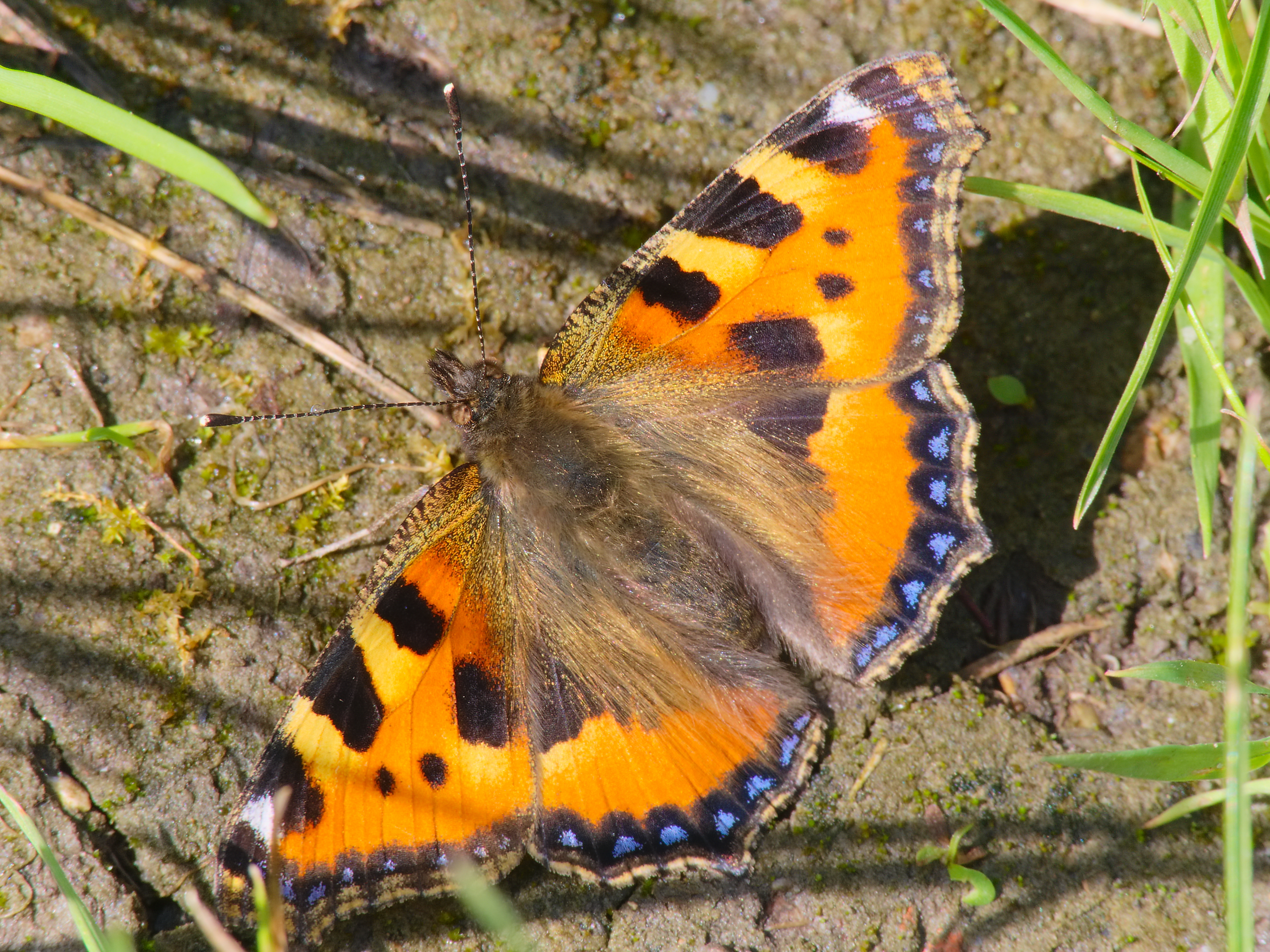2014.05.25.-02-Kirschgartshaeuser Schlaege Mannheim-Kleiner Fuchs