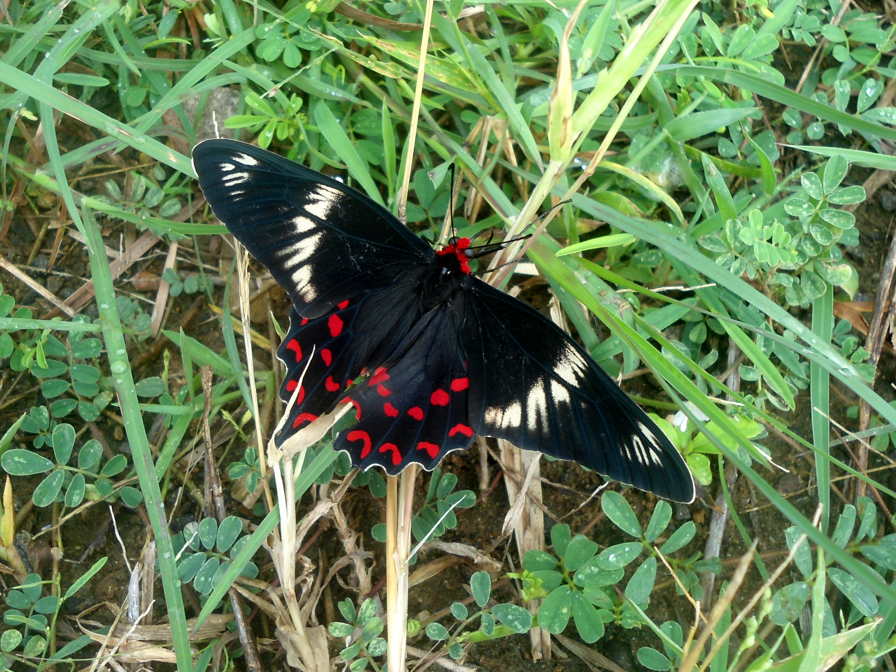 (Atrophaneura hector) Crimson Rose at Yeleswaram 01