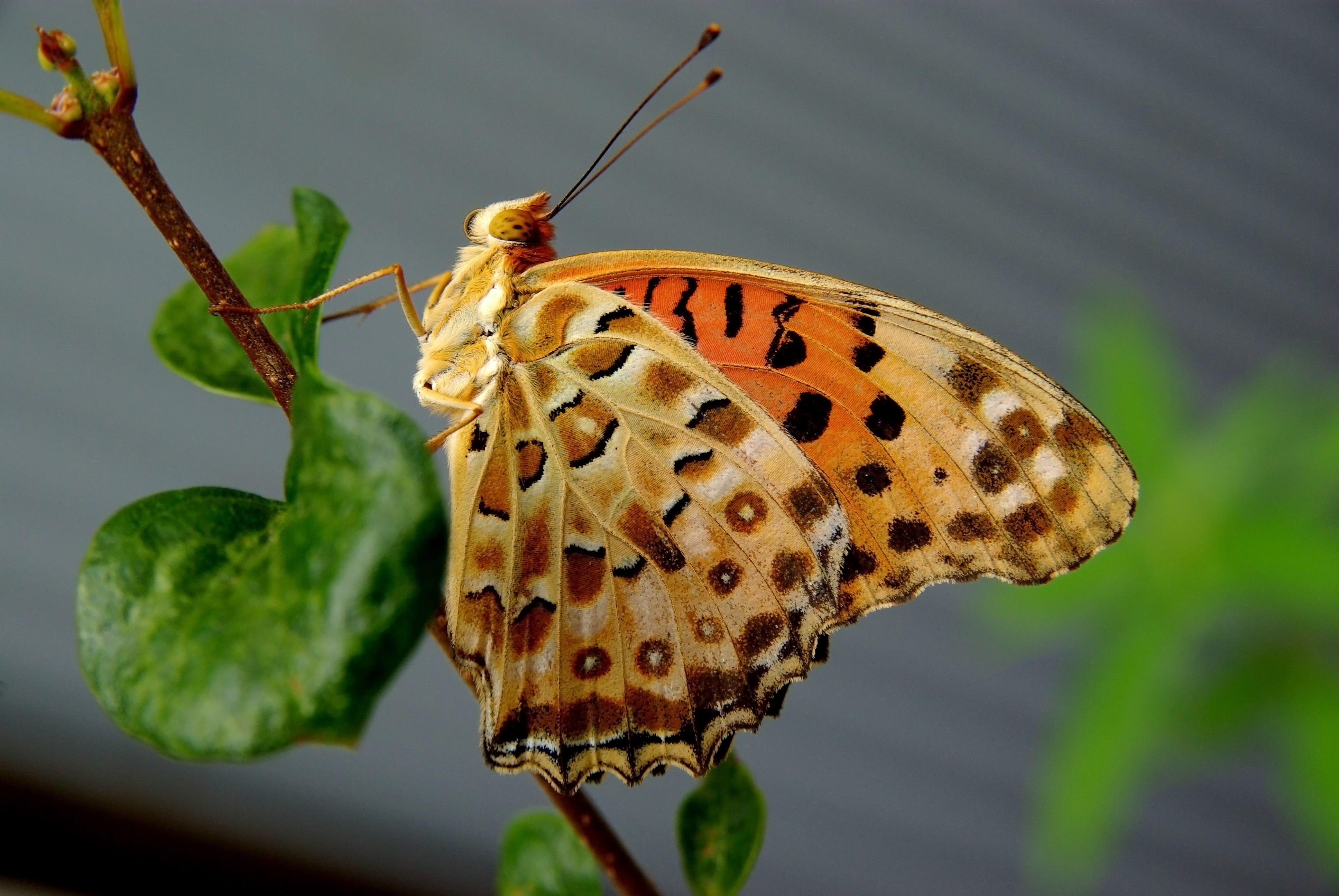 A argynnis butterfly in front of my house