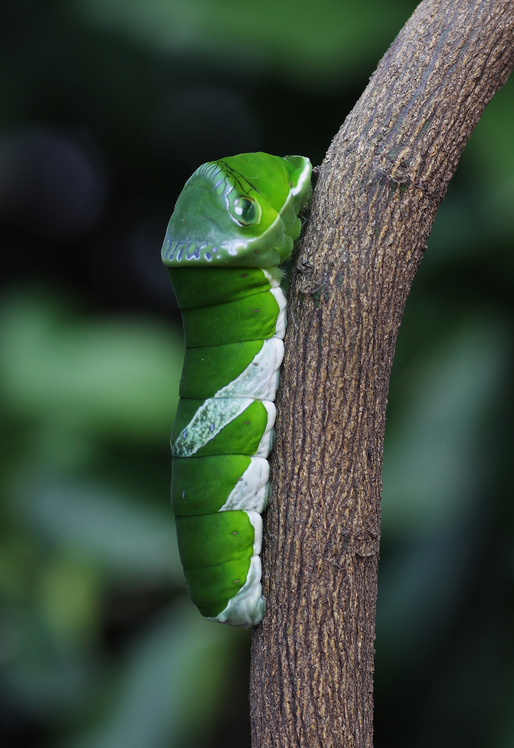 A Larva of Papilio memnon 09sai 