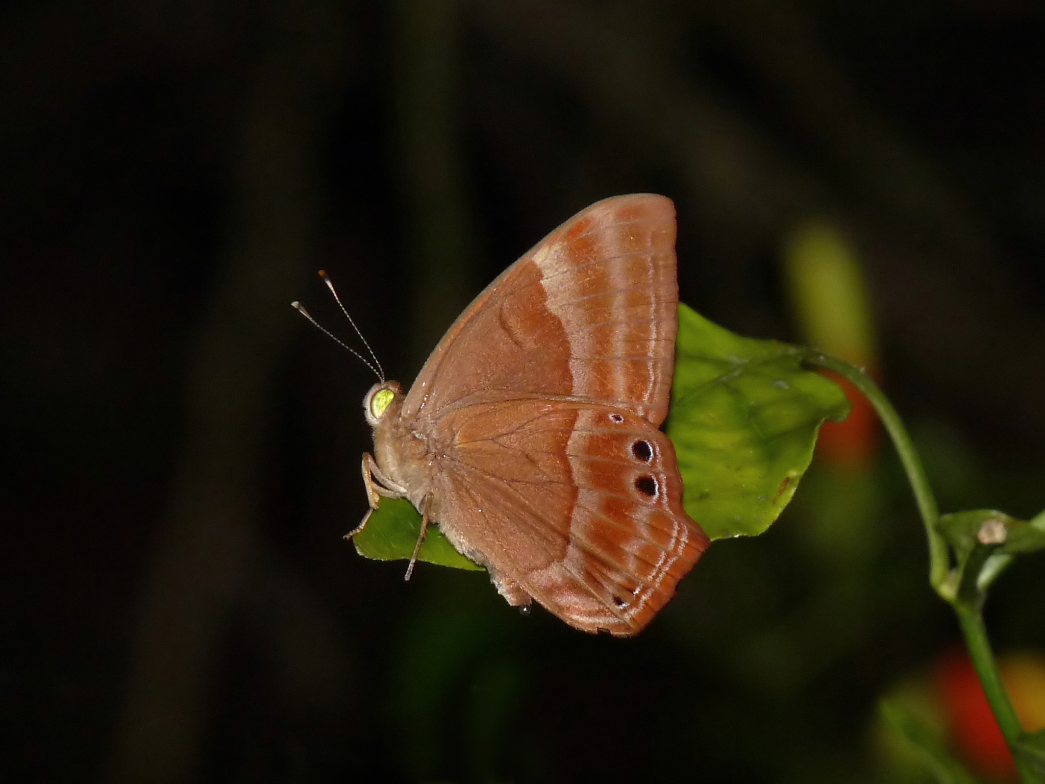 Abisara echeria at Kadavoor