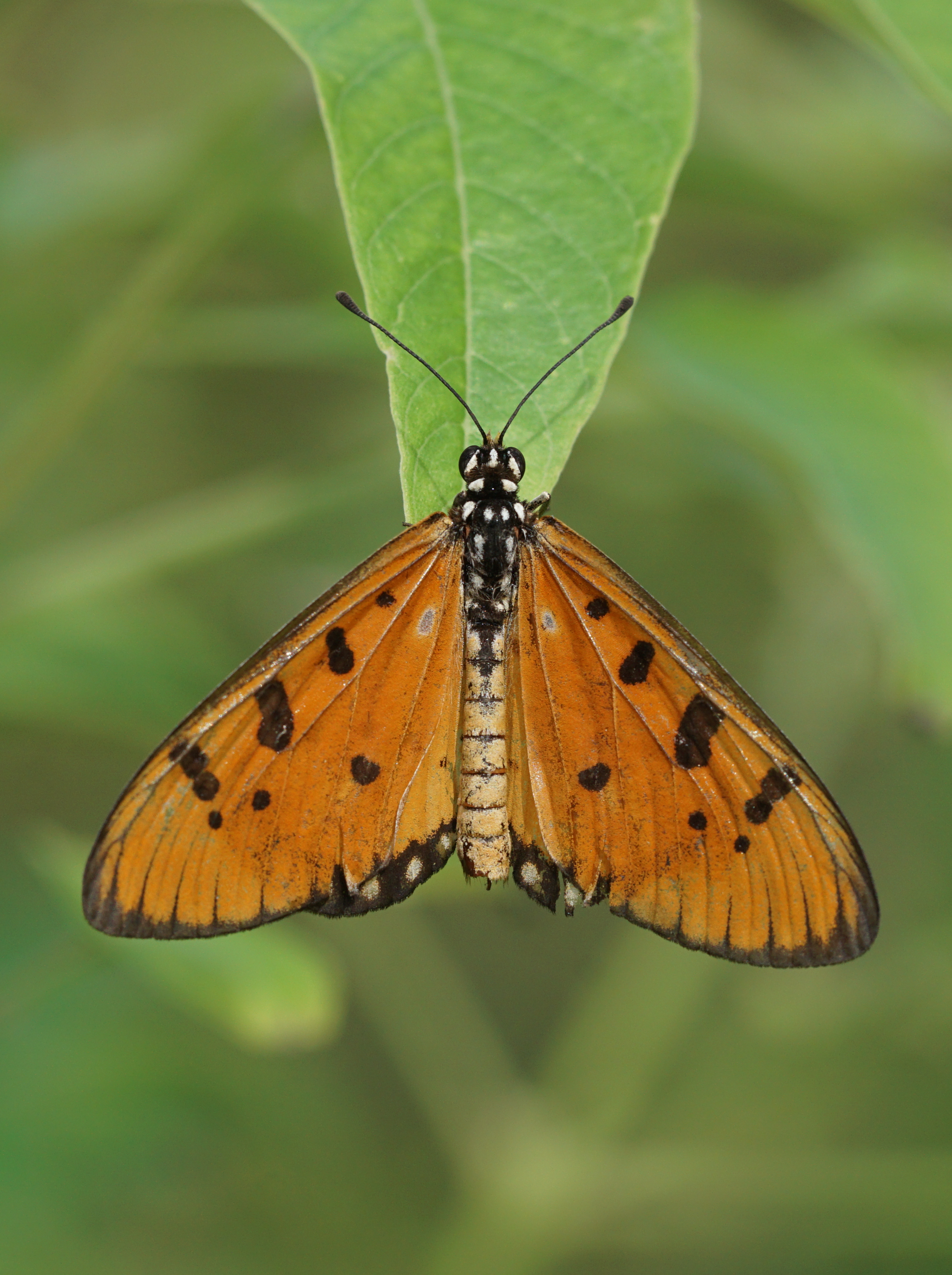 Acraea terpsicore 02578