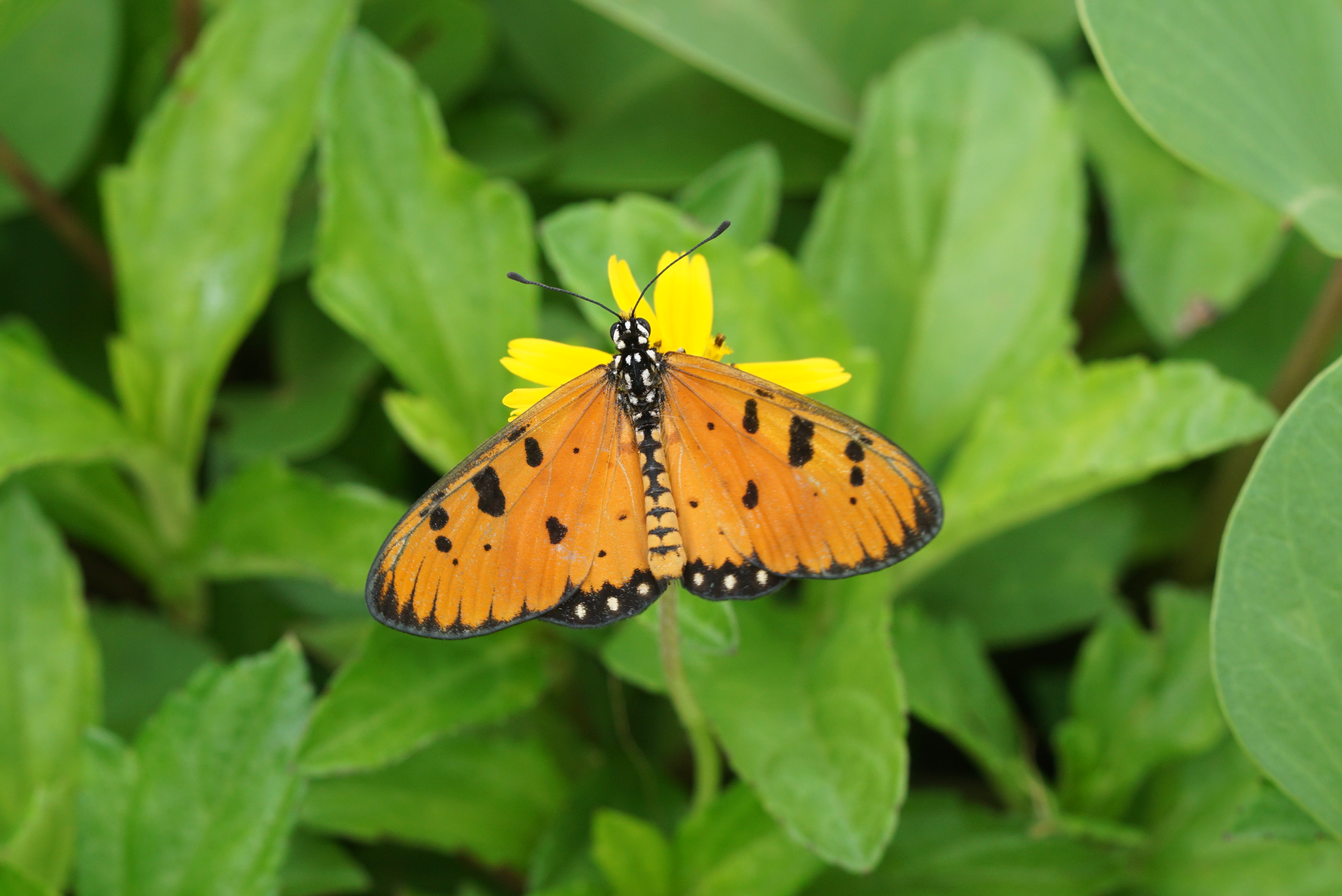 Acraea terpsicore 03365