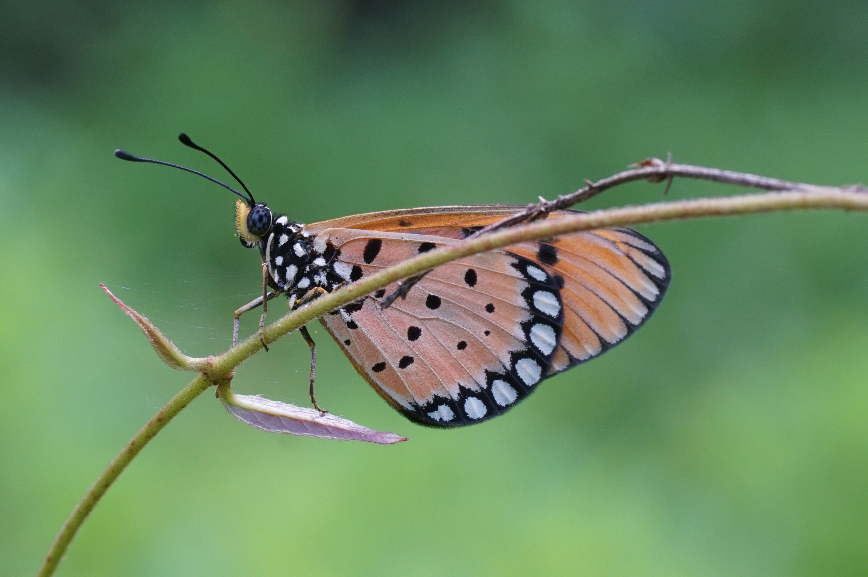 Acraea terpsicore 08951