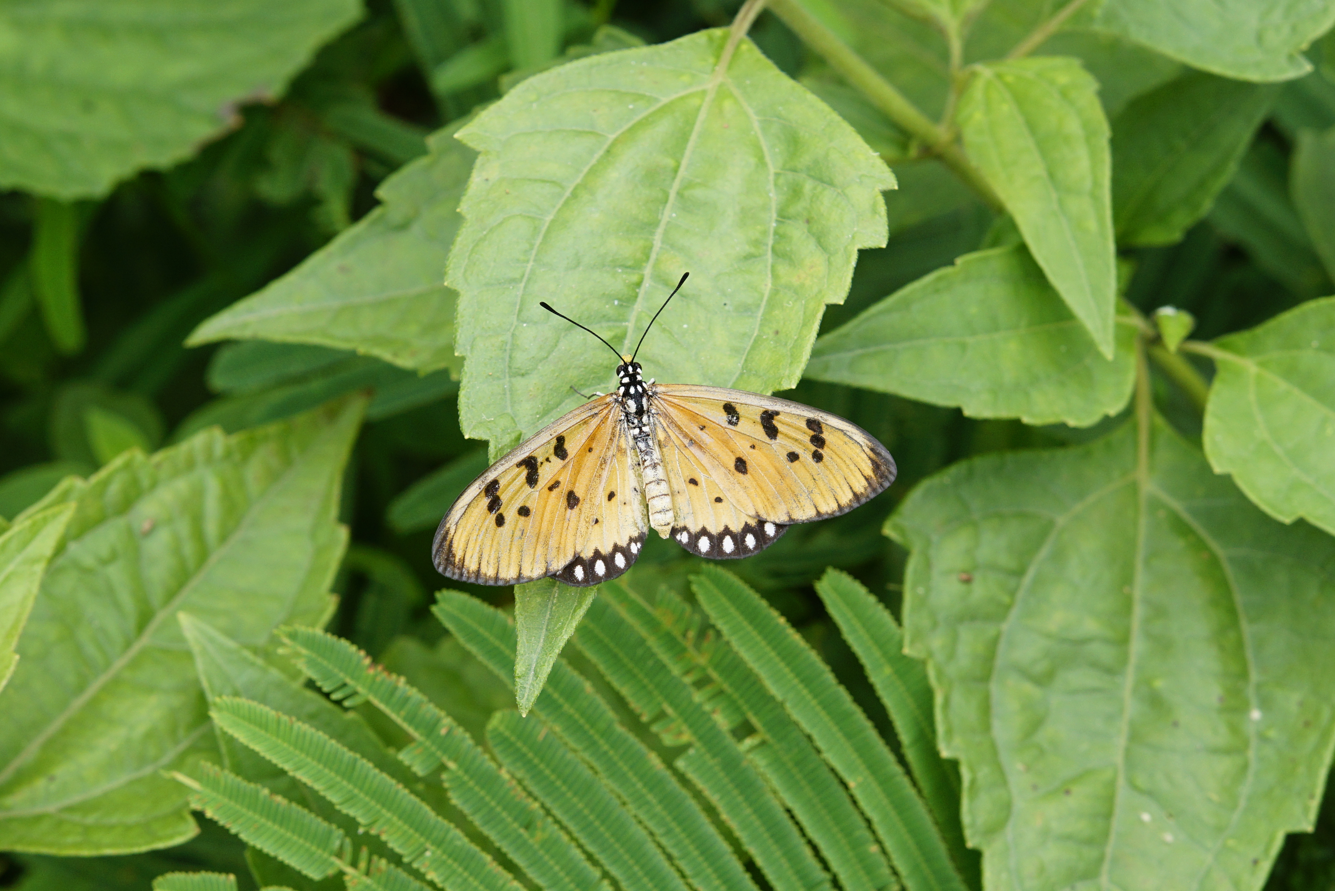 Acraea terpsicore 8660
