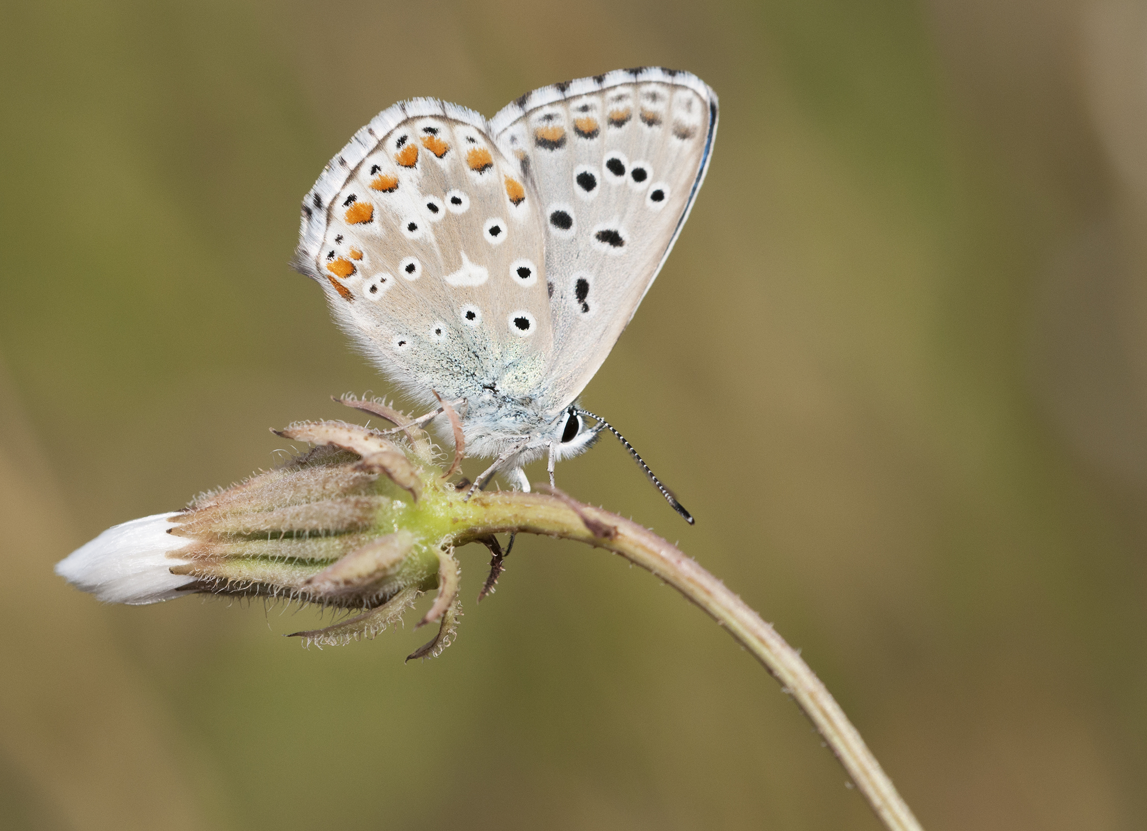 Adonis Blue - Polyommatus bellargus 01