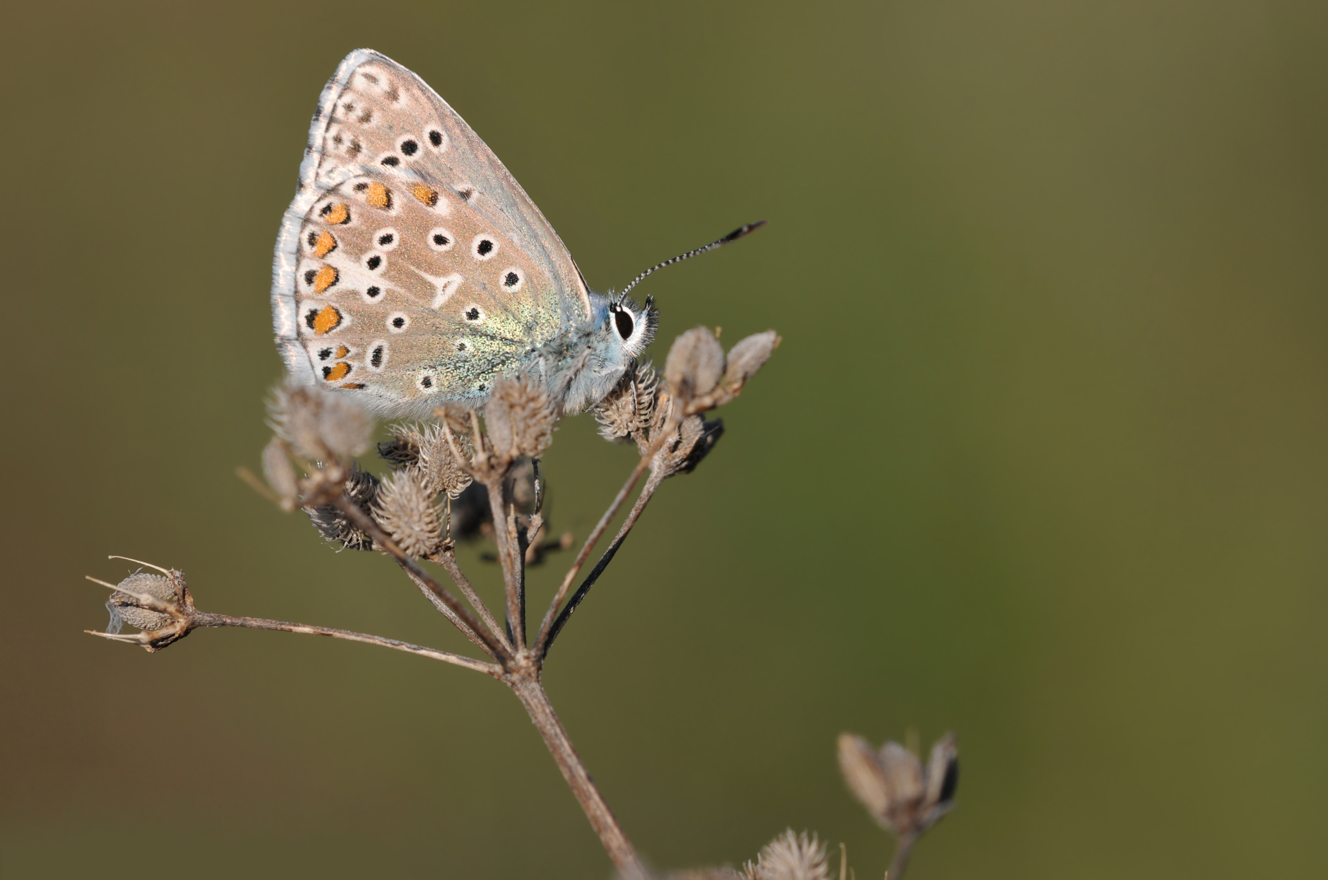 Adonis blue (Polyommatus bellargus)