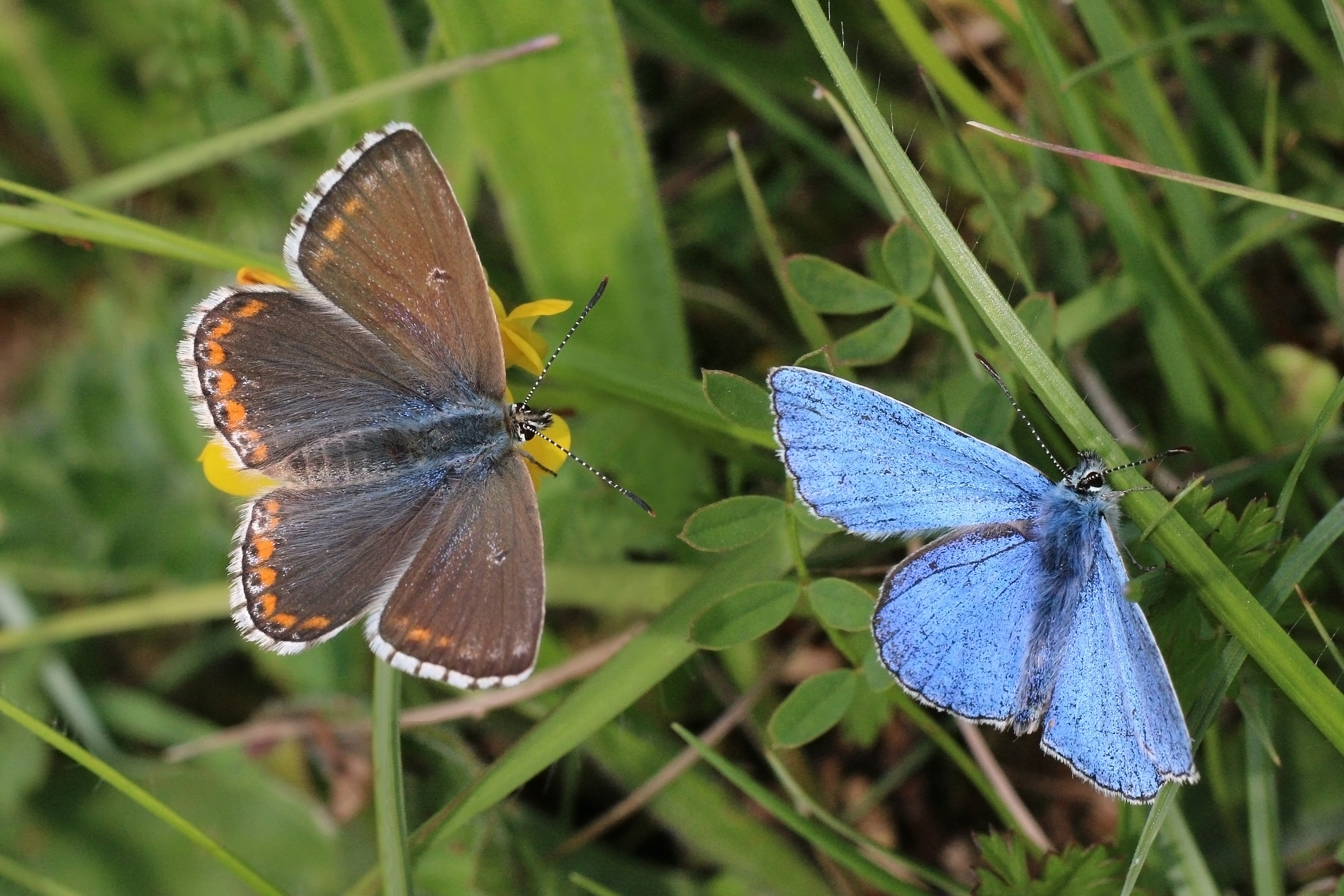 Adonis blue (Polyommatus bellargus) pair