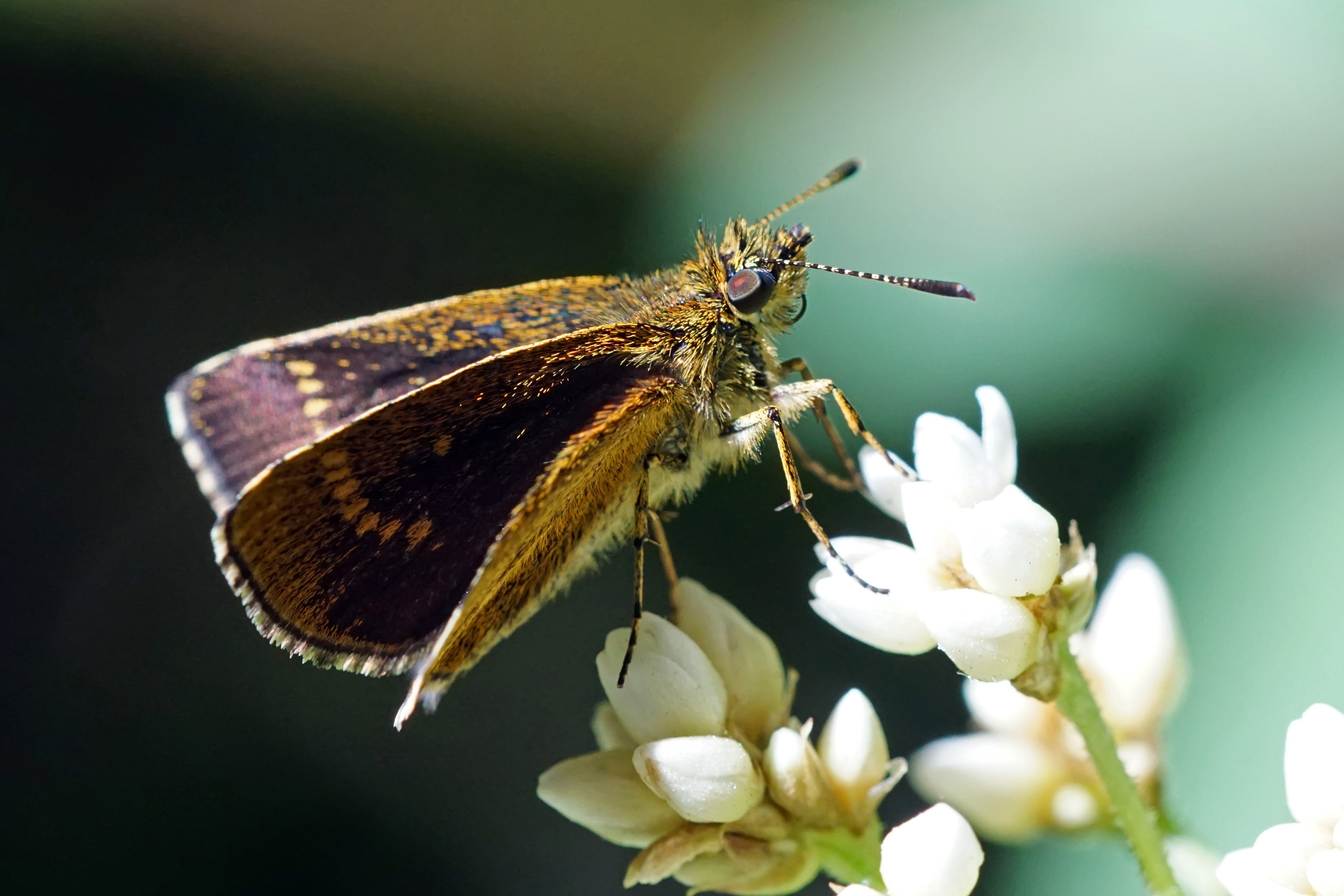 Aeromachus bandaishanus 20150705