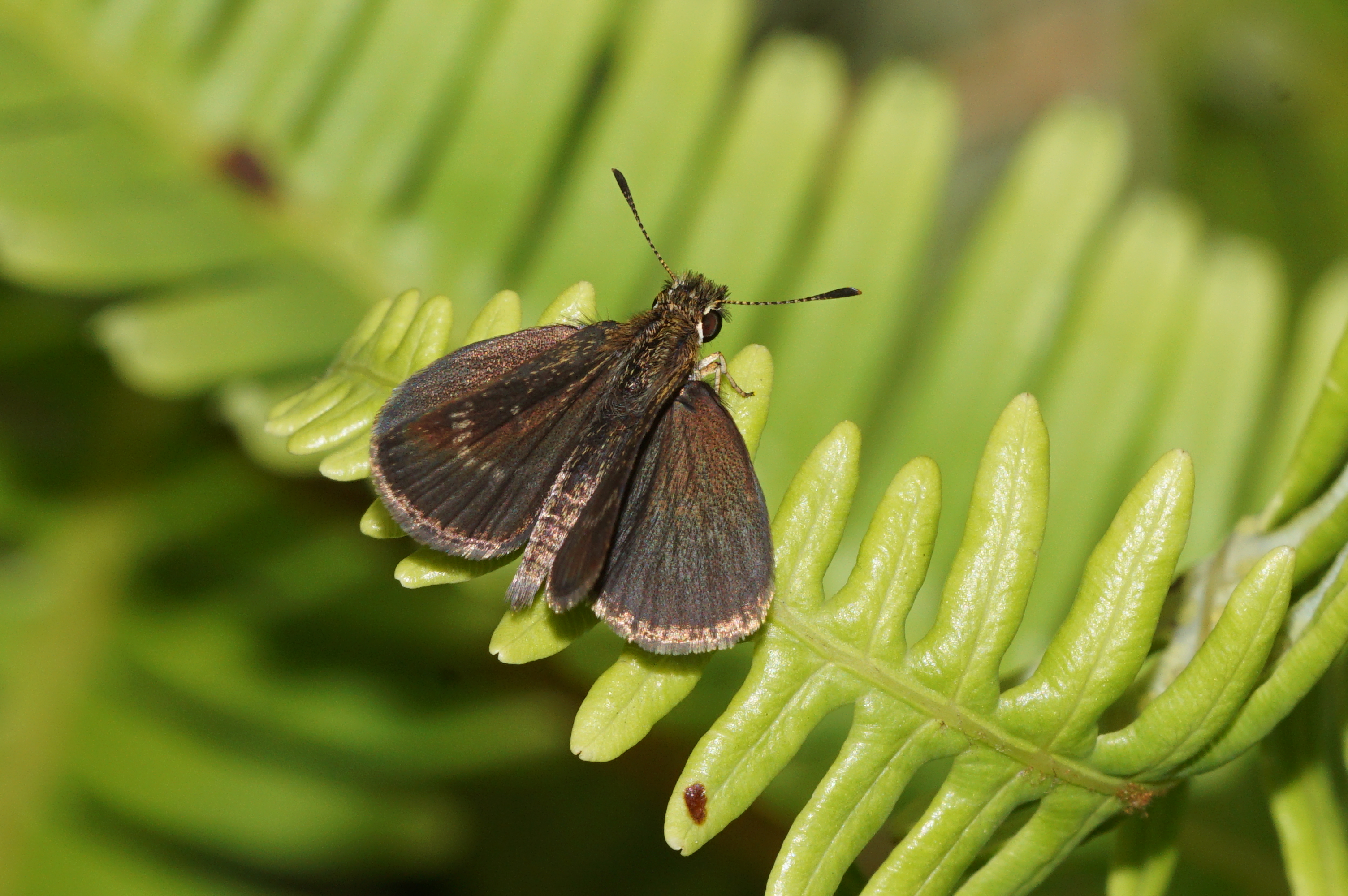 Aeromachus pygmaeus 05737