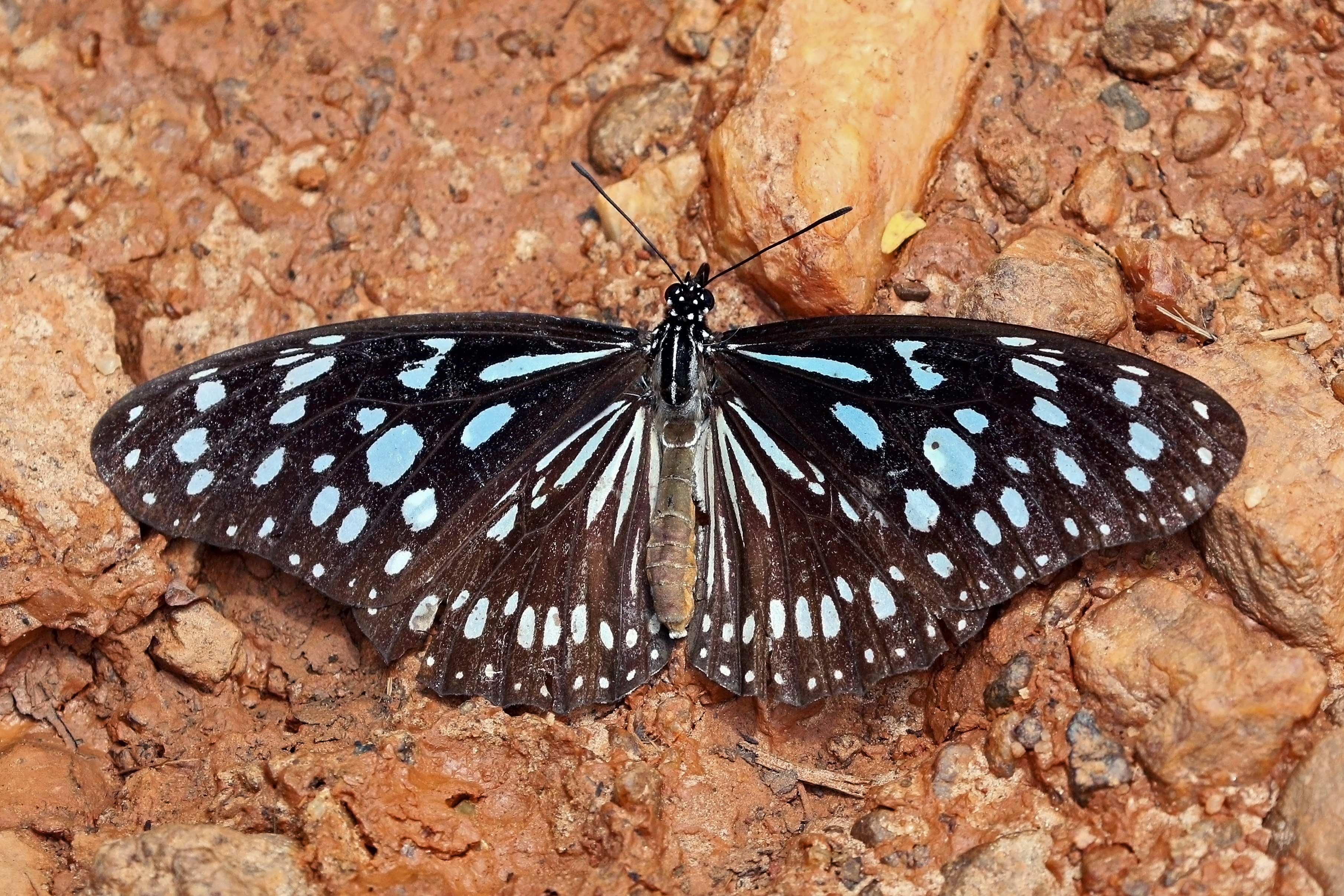 African blue tiger (Tirumala petiverana)