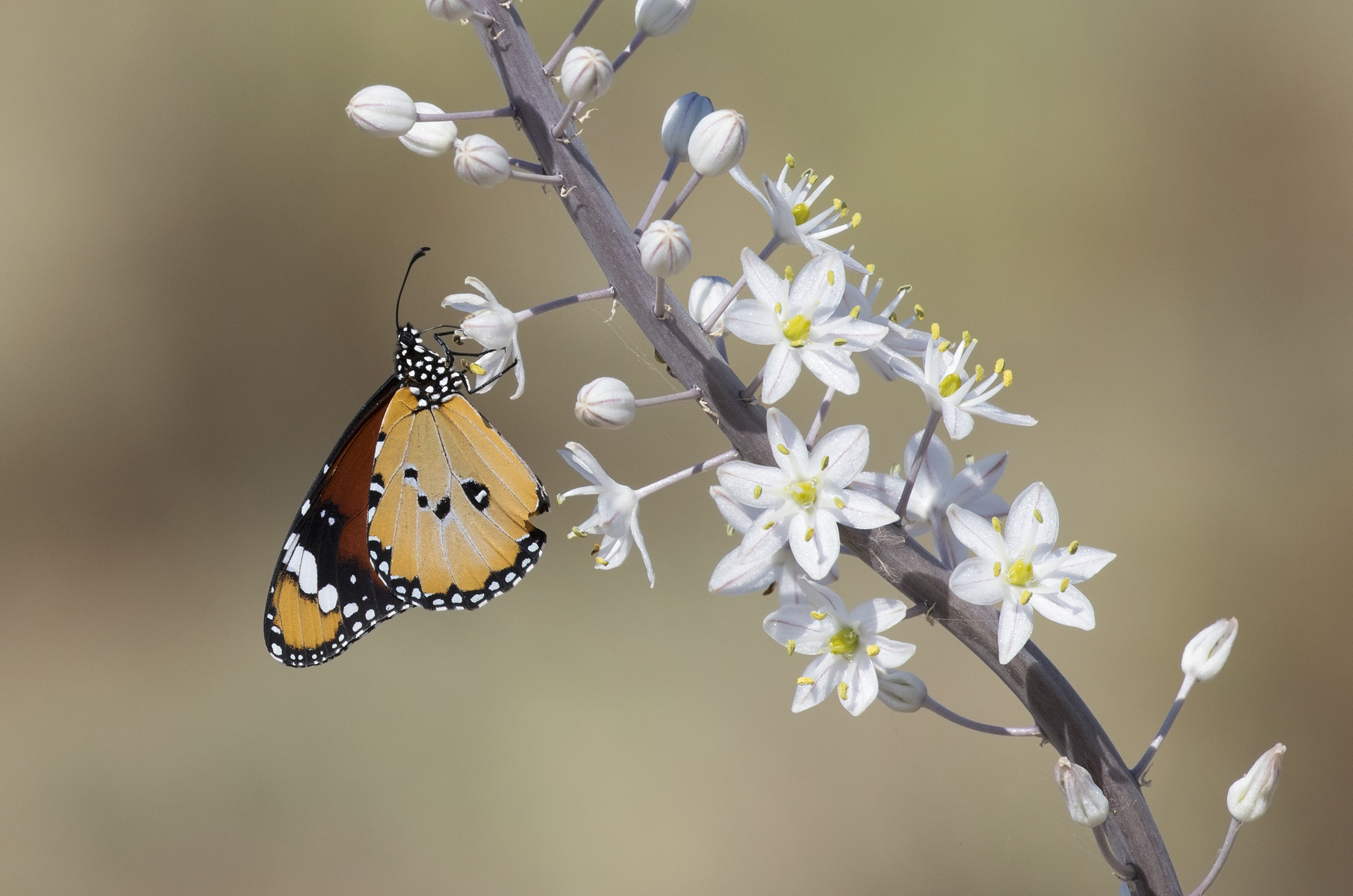 African Monarch - Danaus chrysippus 02-1