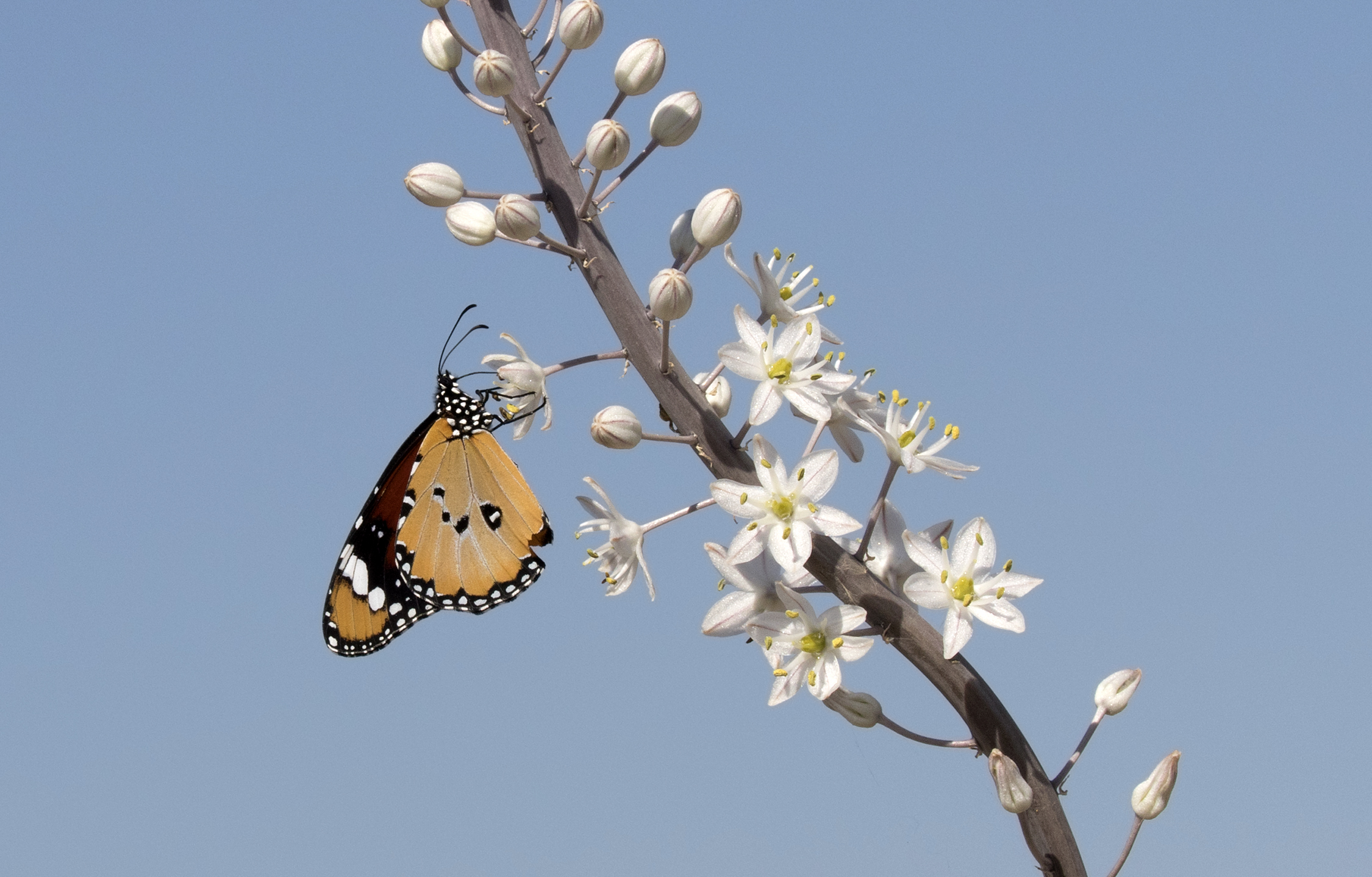 African Monarch - Danaus chrysippus 03-1
