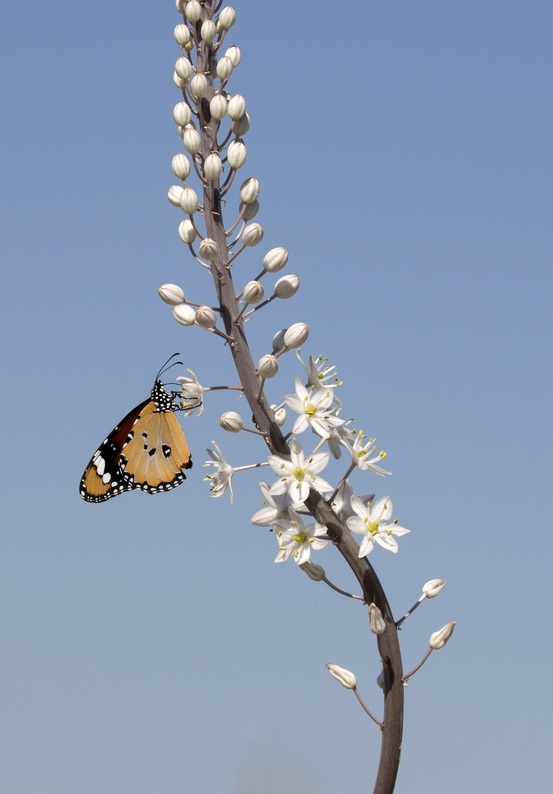 African Monarch - Danaus chrysippus 04-2