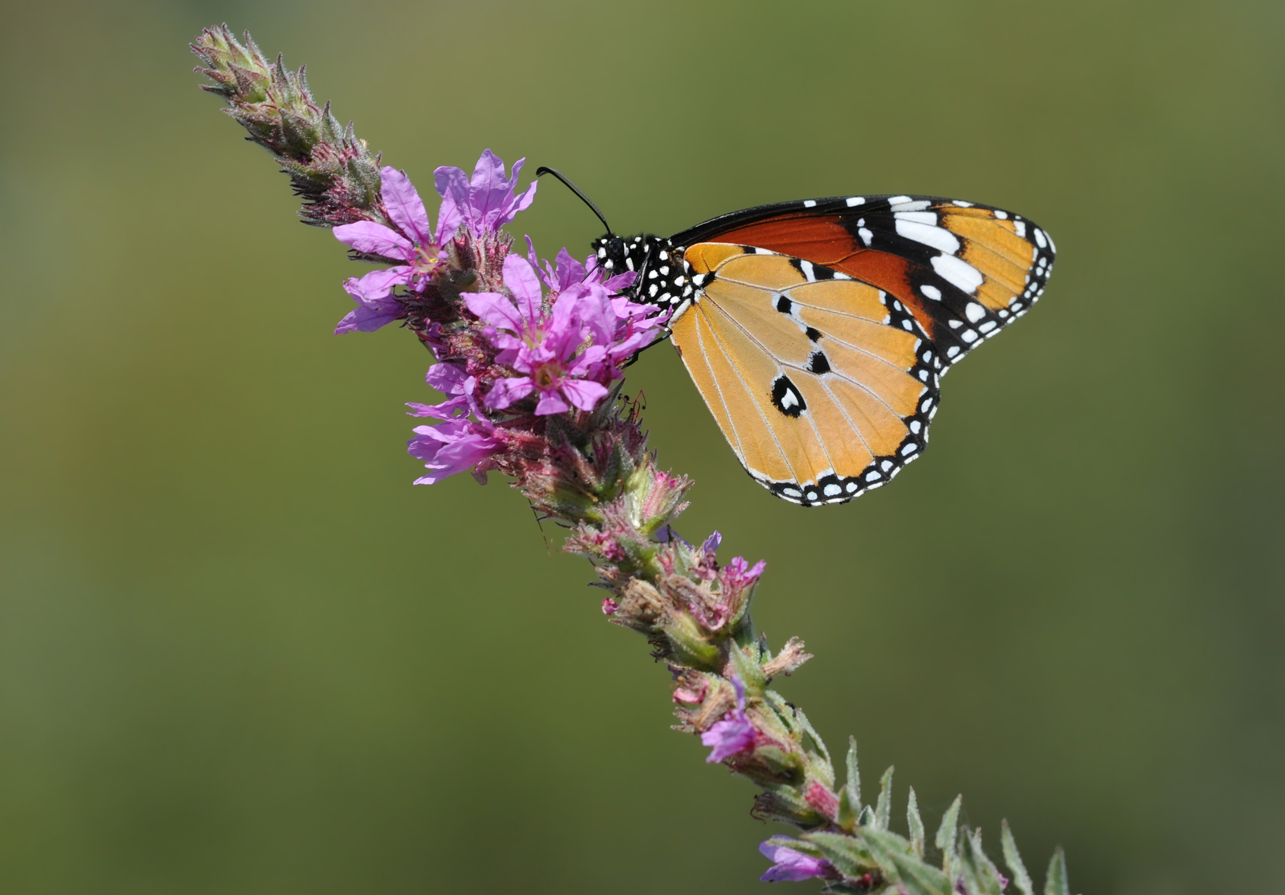 African Monarch (Danaus chrysippus)