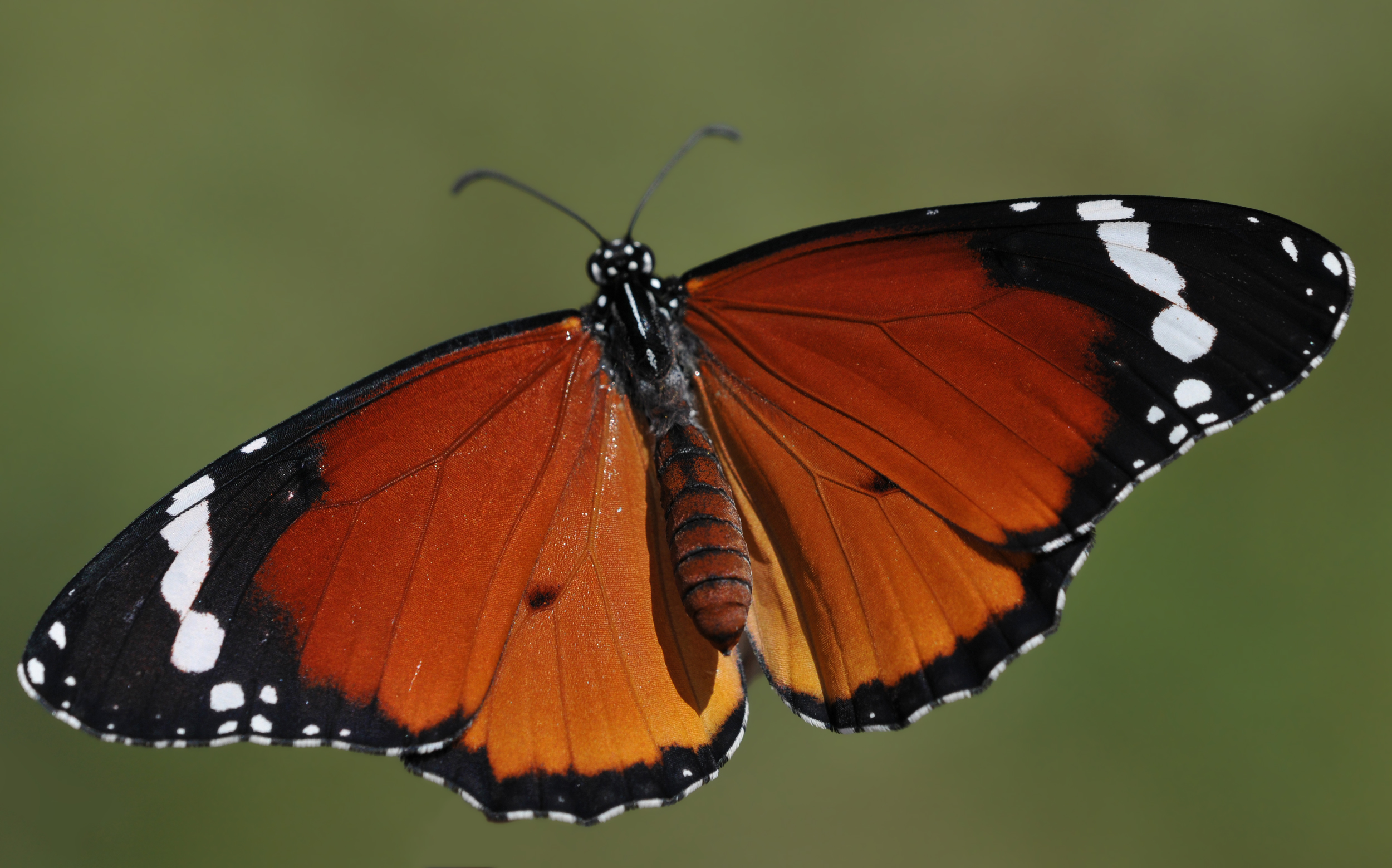 African Monarch (Danaus chrysippus) 1