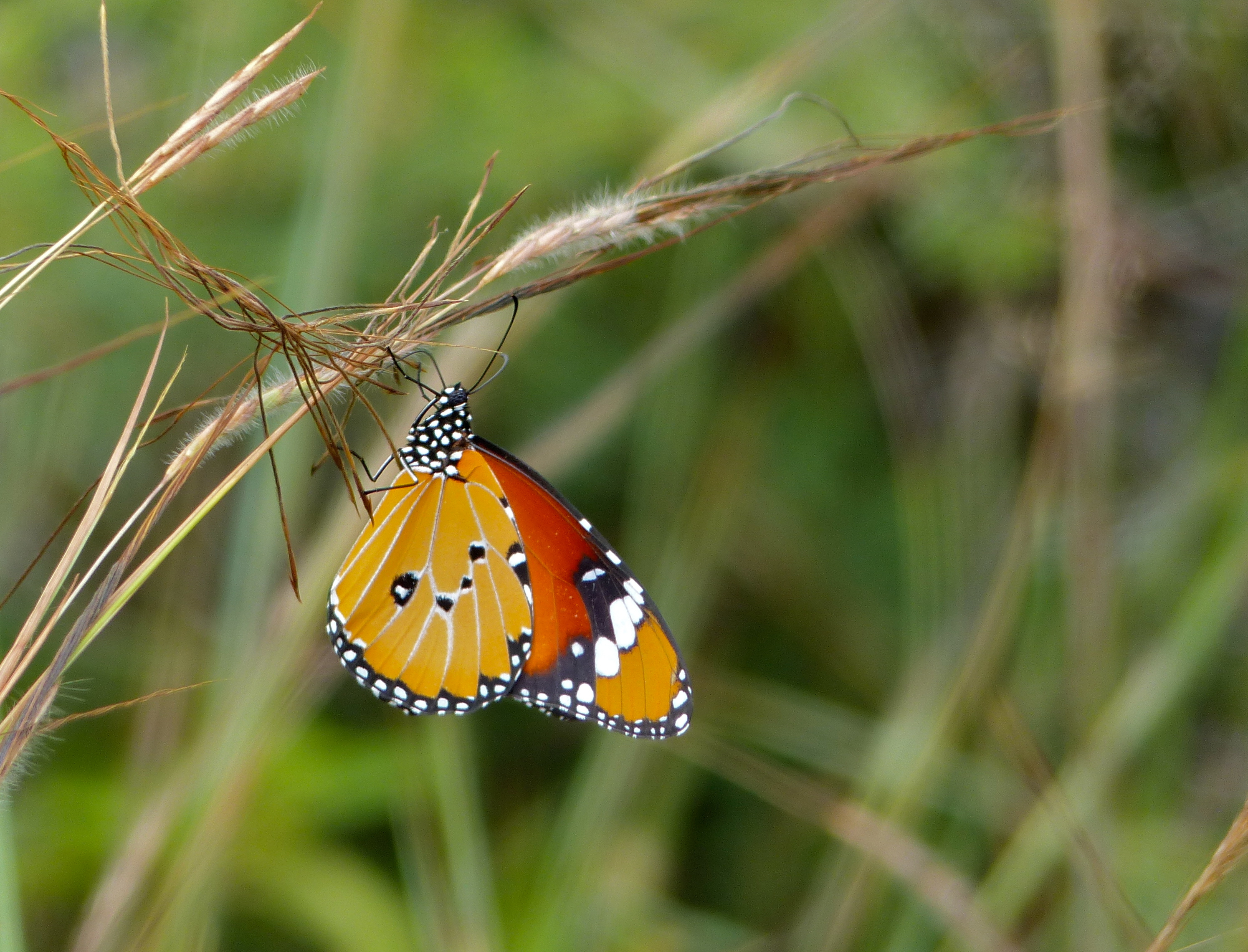 African Monarch (Danaus chrysippus) (12714866455)
