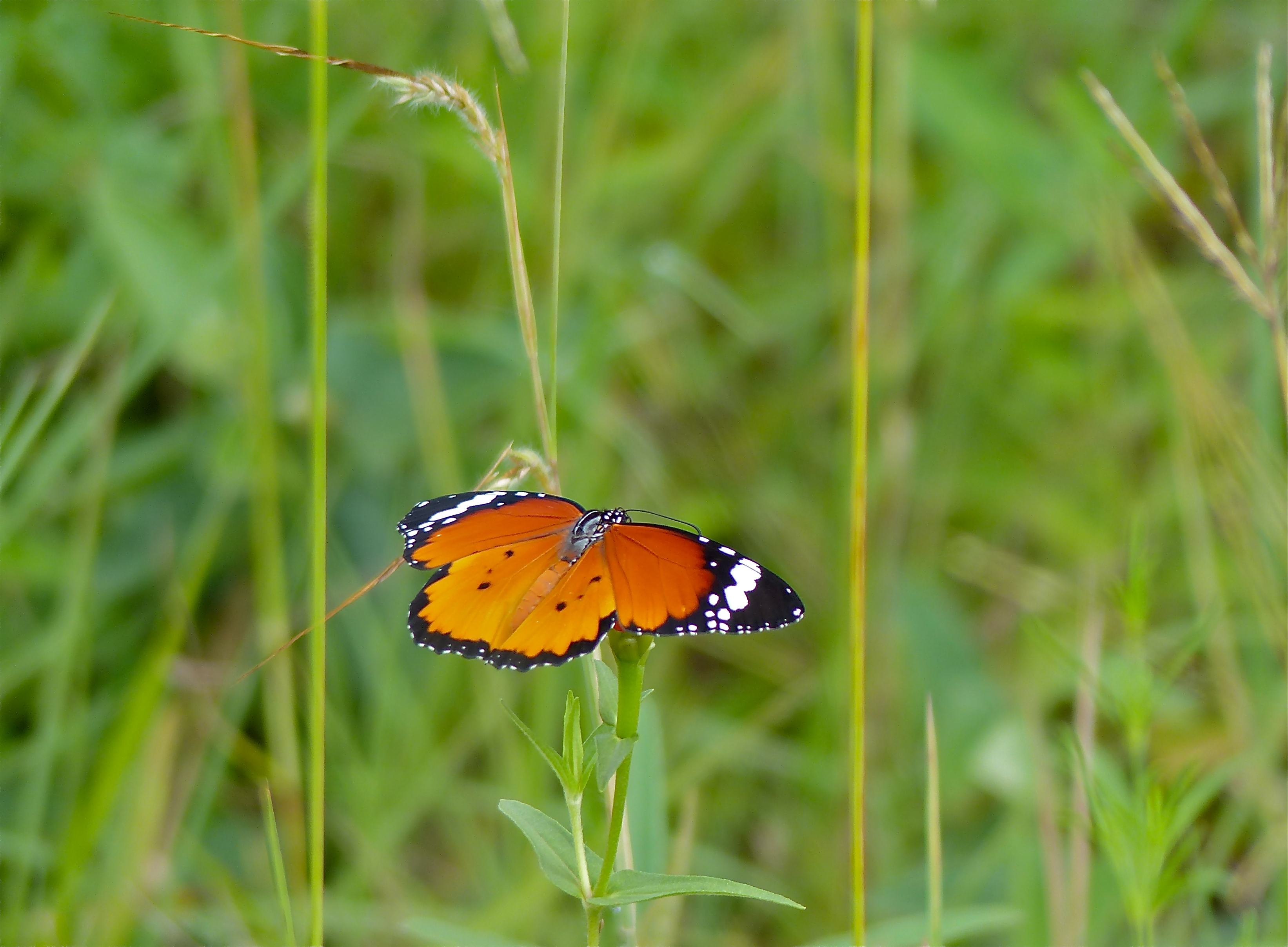 African Monarch (Danaus chrysippus) (12715239855)