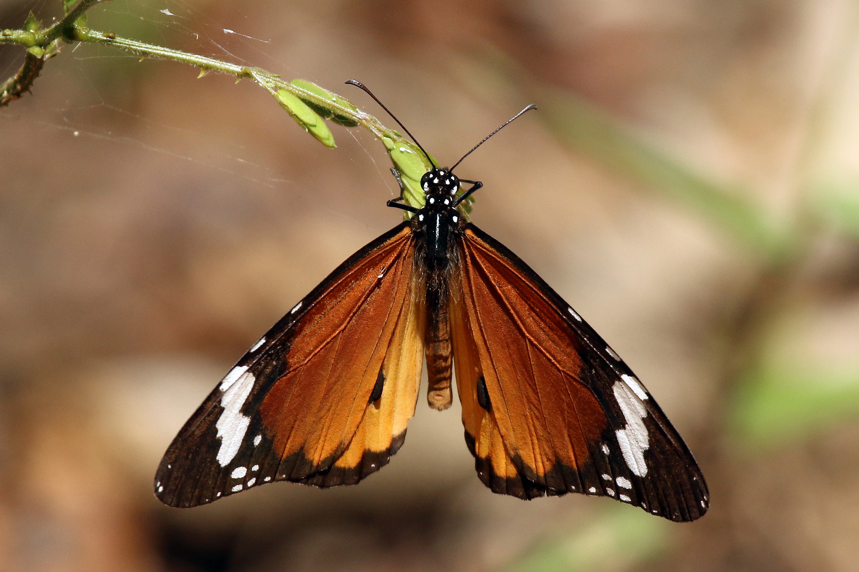 African monarch butterfly (Danaus chrysippus)