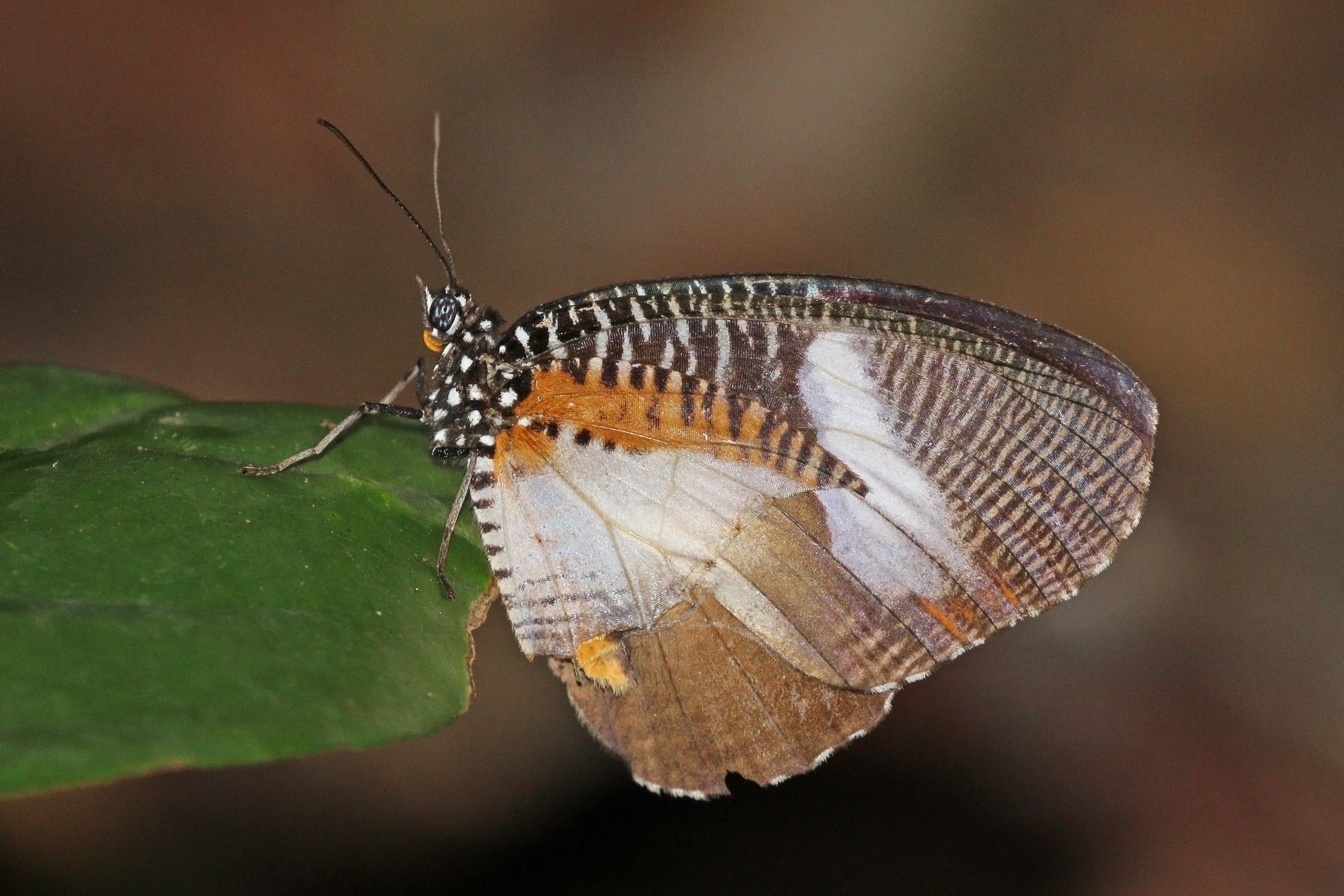 African palmfly (Elymniopsis bammakoo bammakoo) 2
