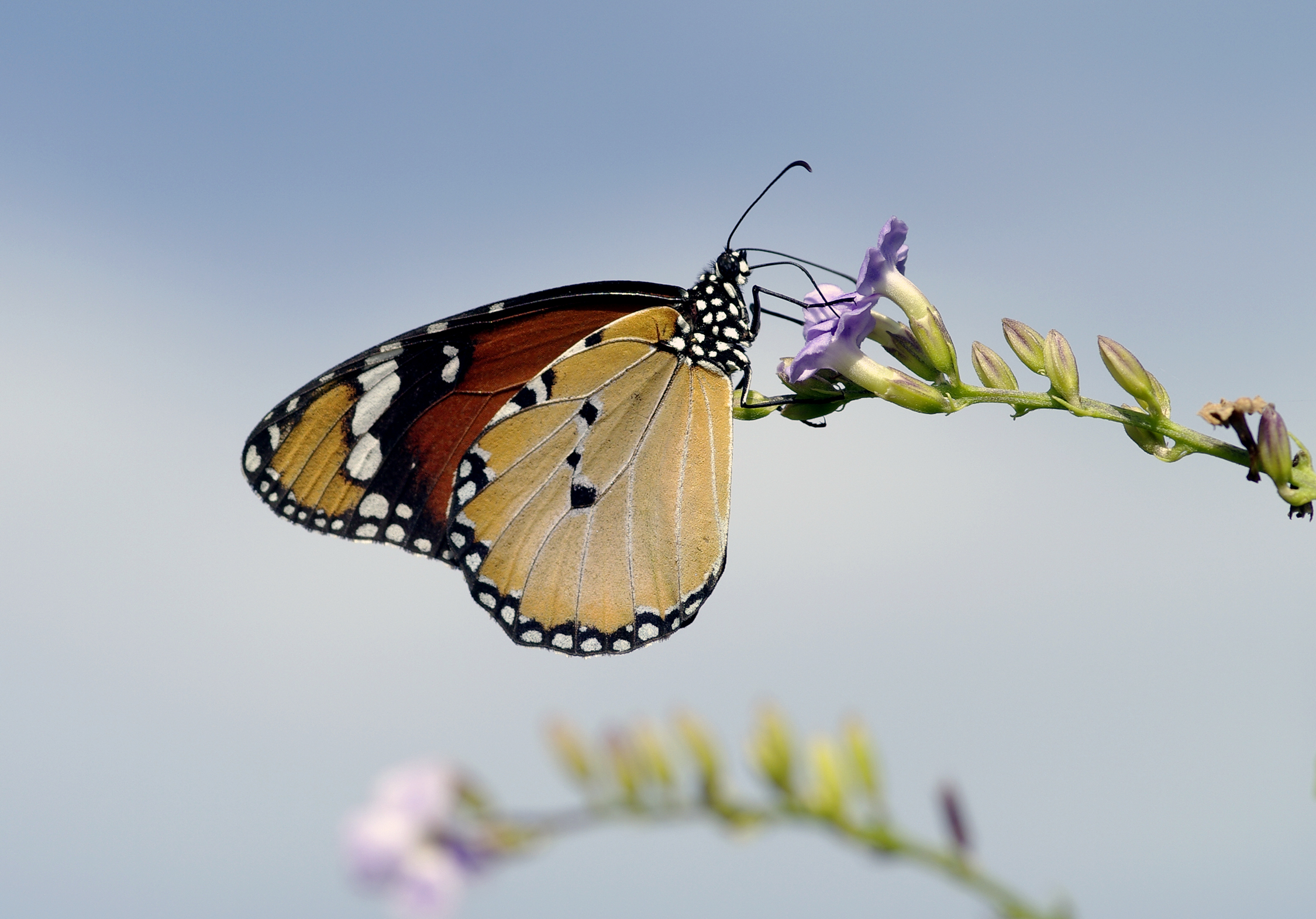 African Queen - Danaus chrysippus 01