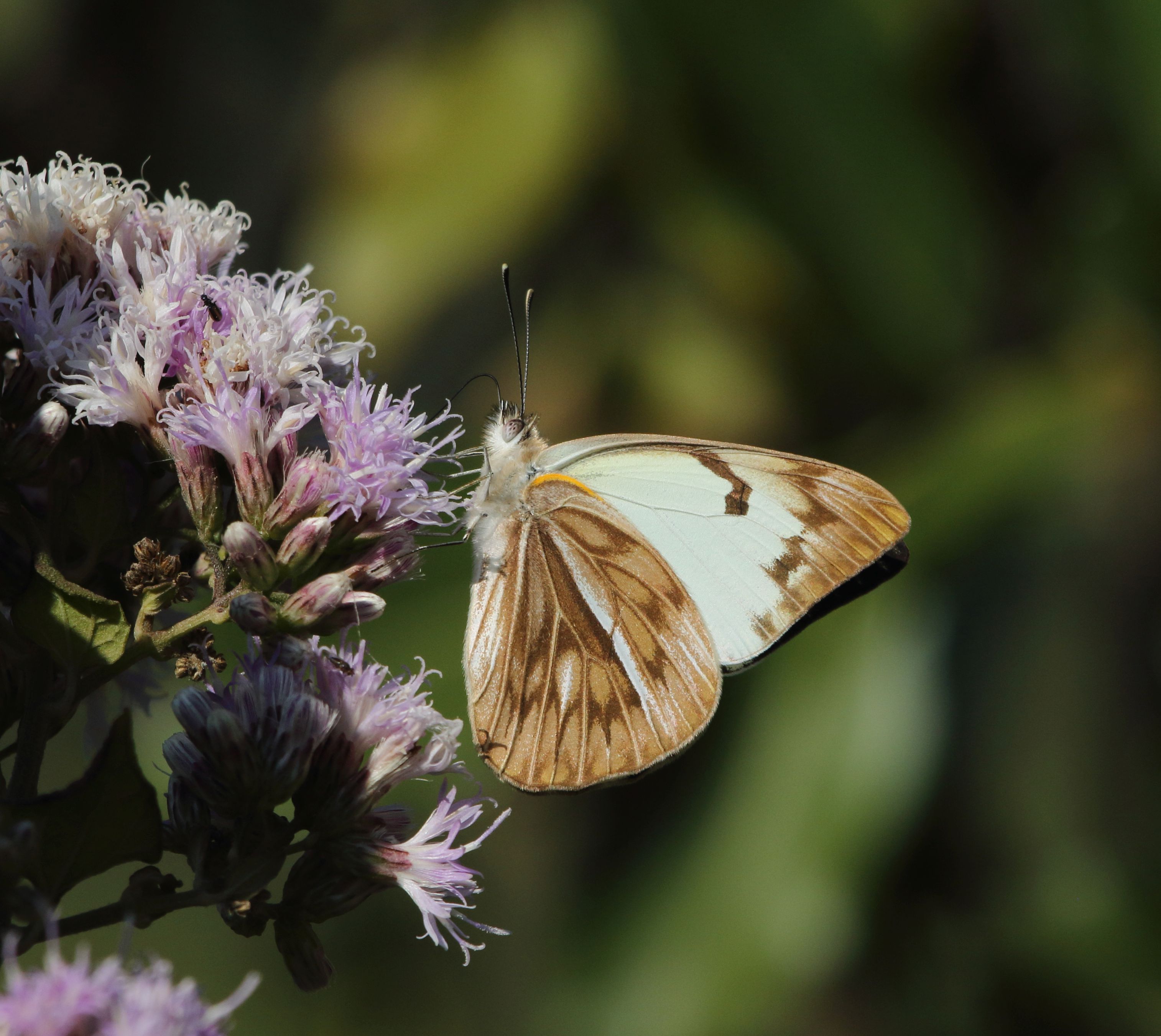 African veined white 2017 07 02 0194