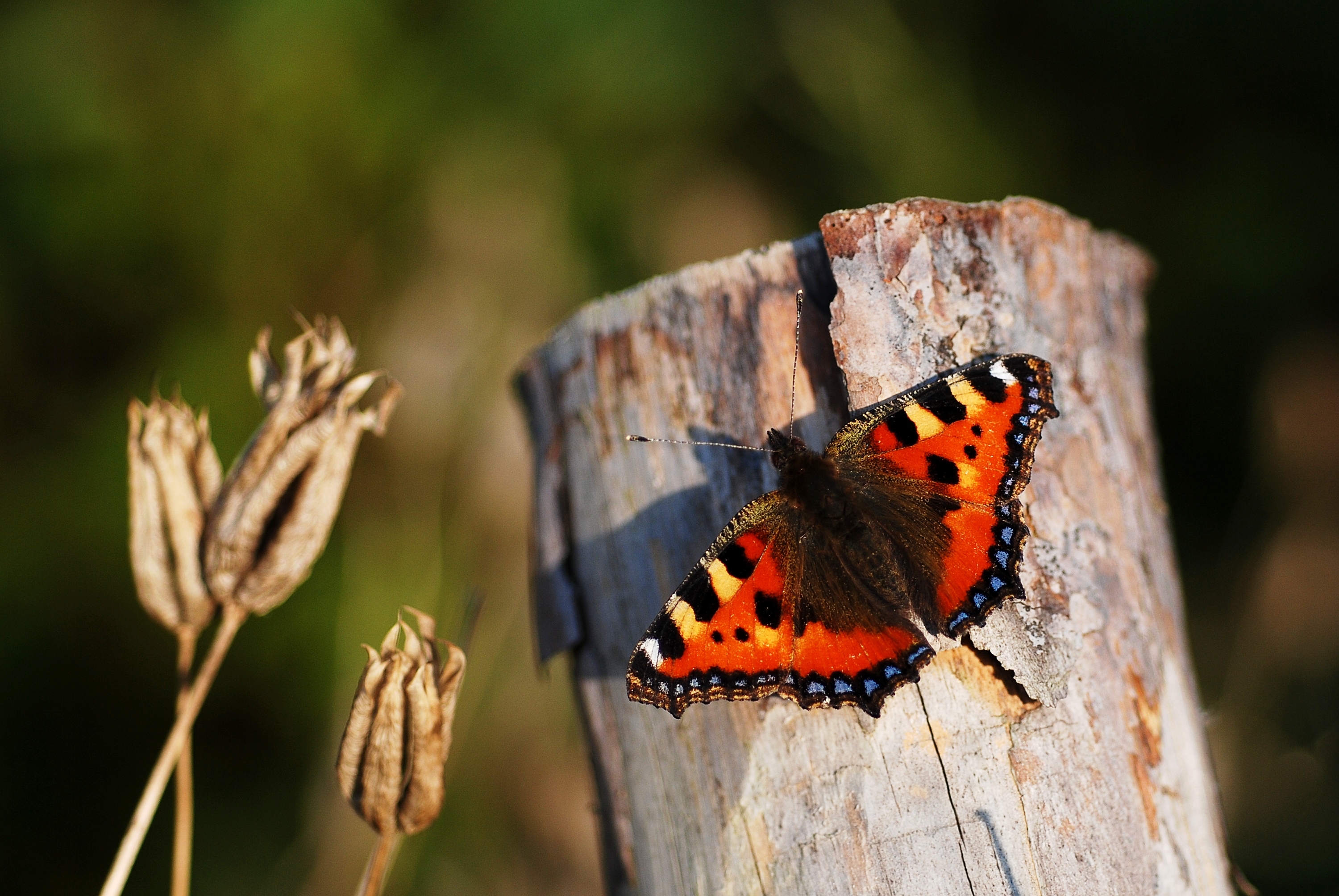 Aglais urticae (3809180449)