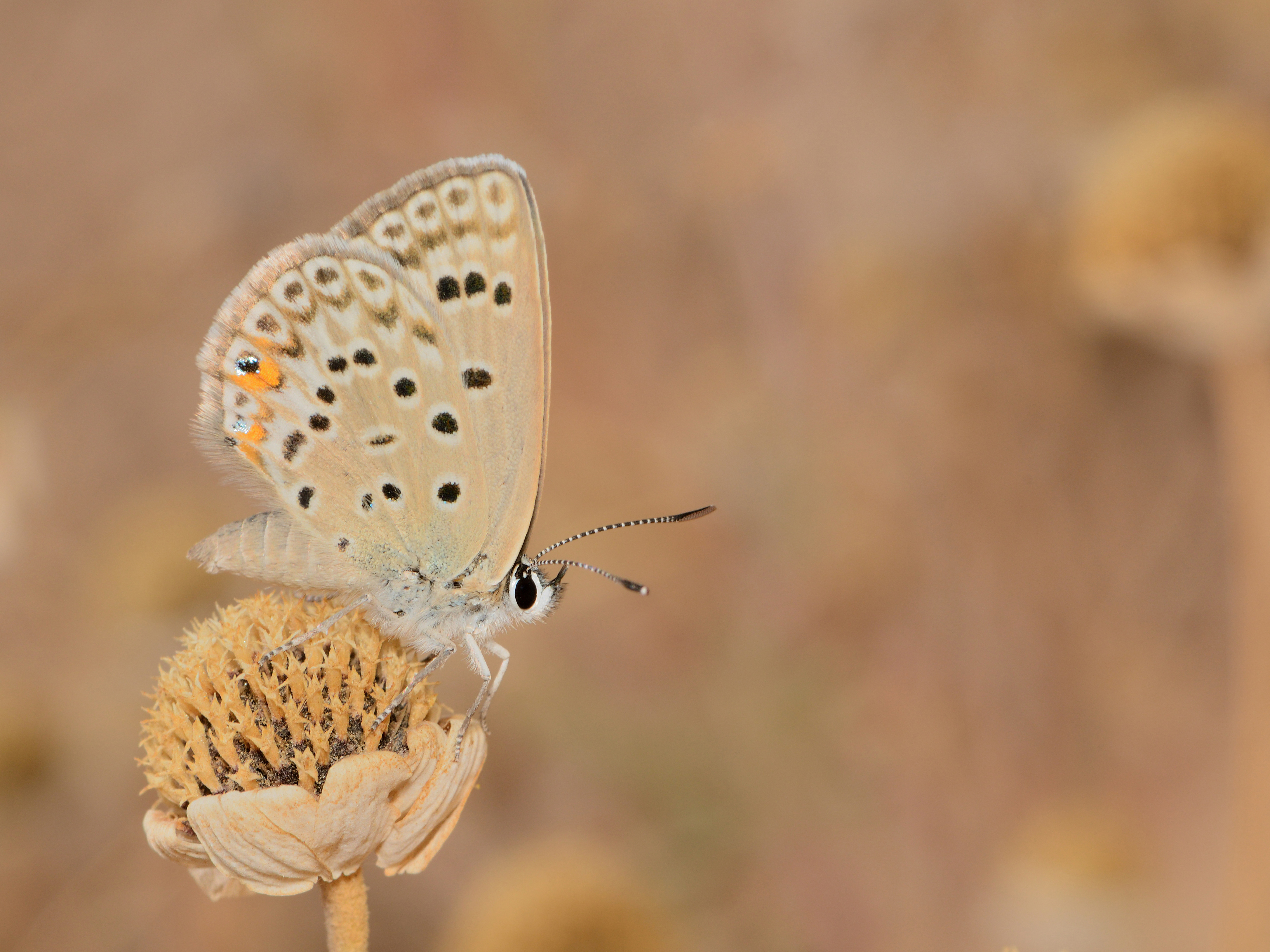 Albulina loewii uranicola 1